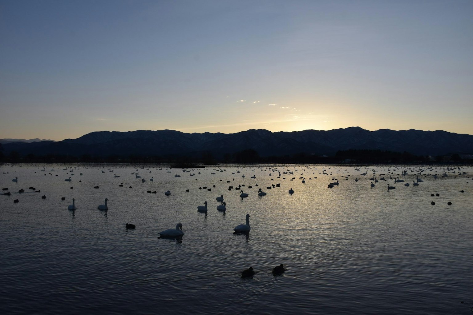 Cigni e anatre che galleggiano su un lago al tramonto