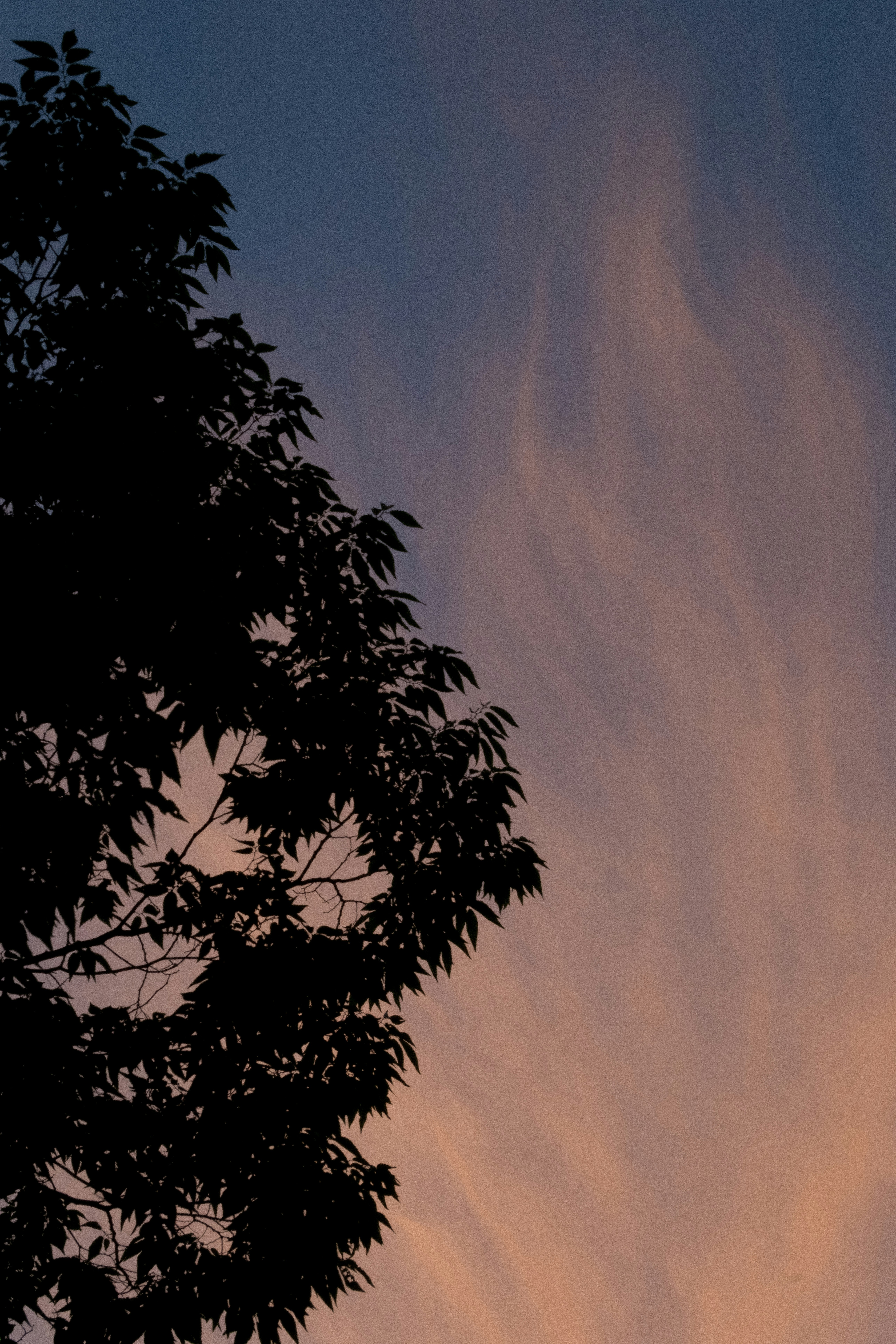 夕暮れの空に伸びる木のシルエット