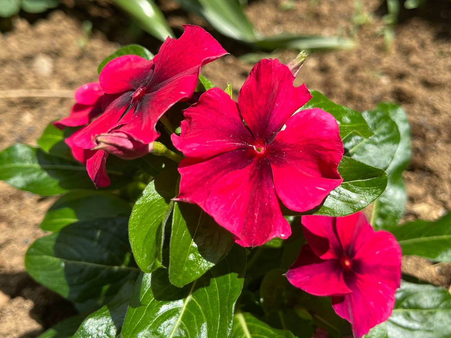 Flores rojas vibrantes con hojas verdes de una planta de vinca