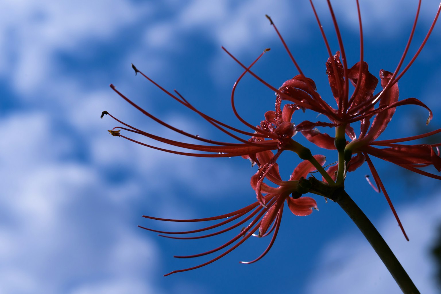 青空を背景にした赤い彼岸花の花びらと雲