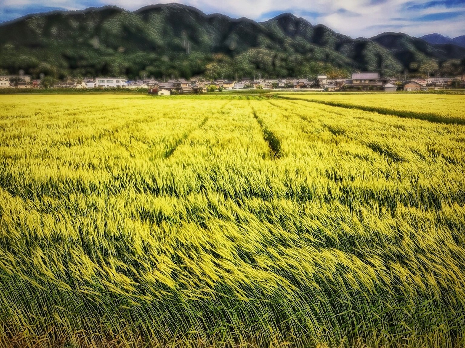 Montagnes verdoyantes en arrière-plan avec des champs de riz dorés s'étendant sous un ciel clair