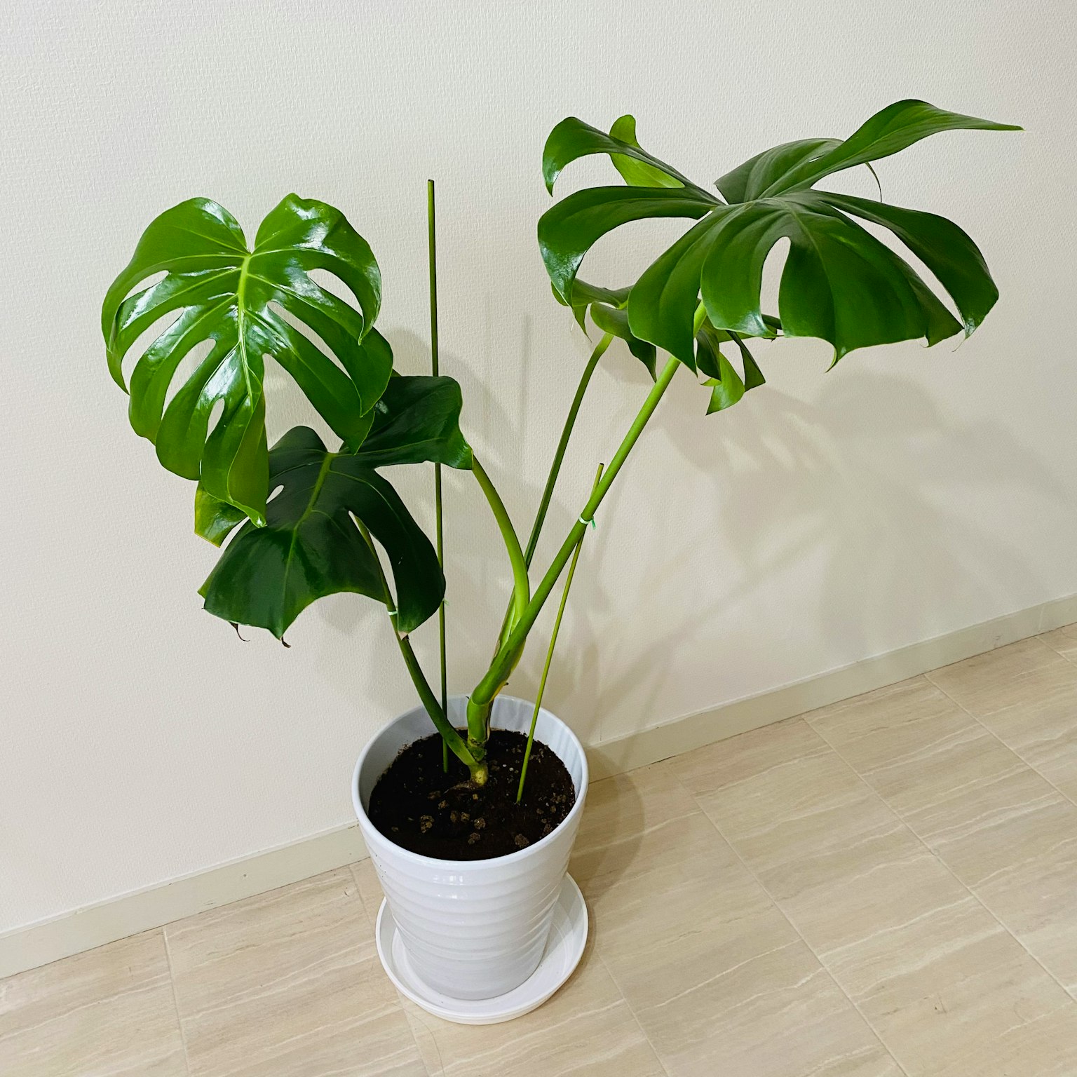 靠在牆上的白色花盆中的 monstera 植物