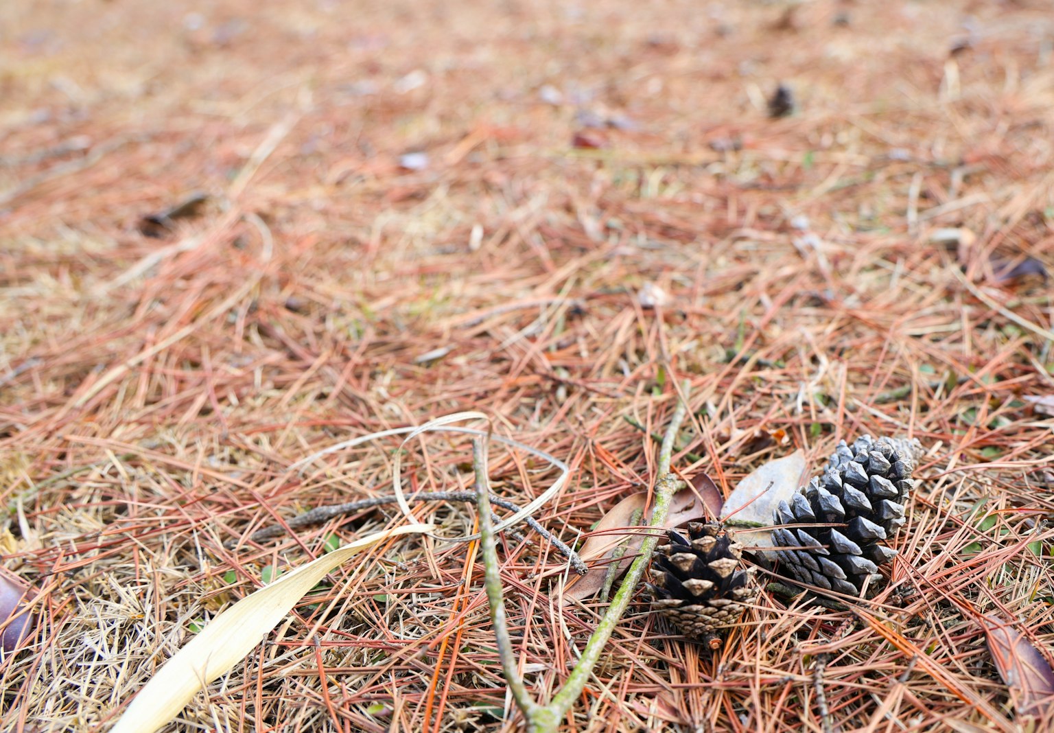 Sebuah kerucut pinus terletak di atas tumpukan jarum pinus yang jatuh