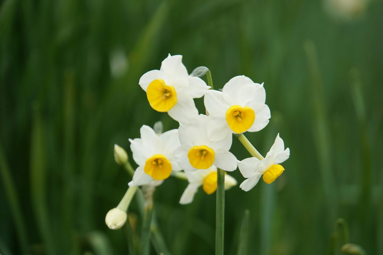 Mazzo di fiori di narciso bianchi e gialli su uno sfondo verde