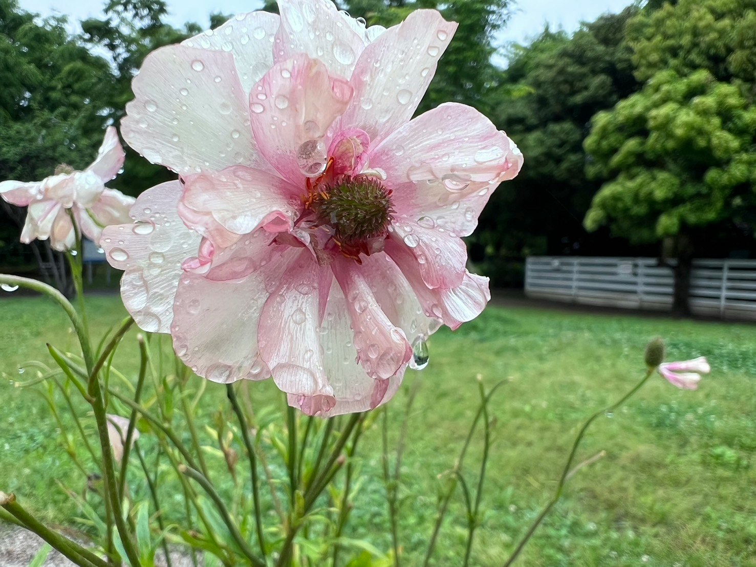 雨粒のついたピンクの花が咲く庭の草地