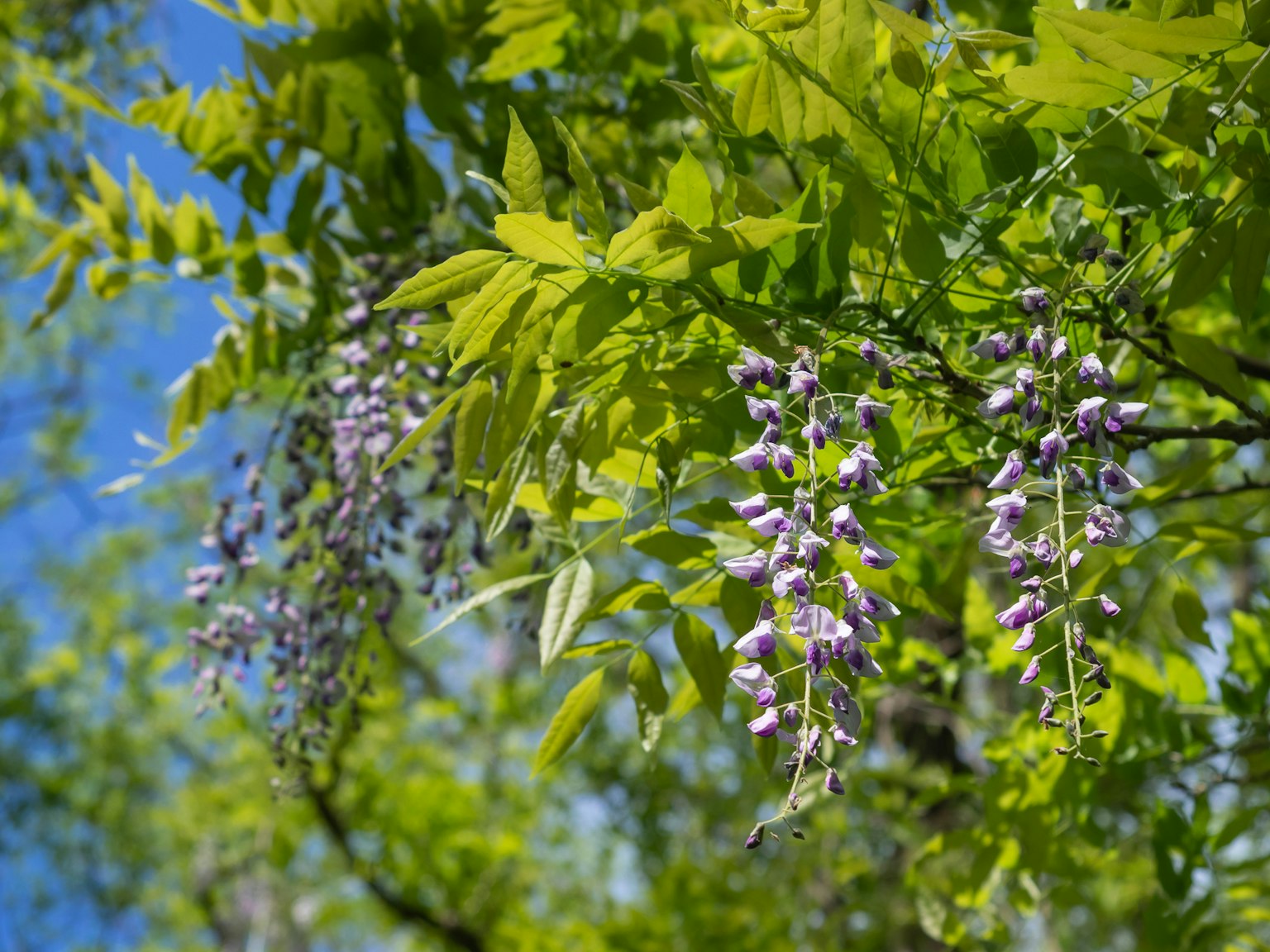 Fiori di glicine viola che pendono tra le foglie verdi