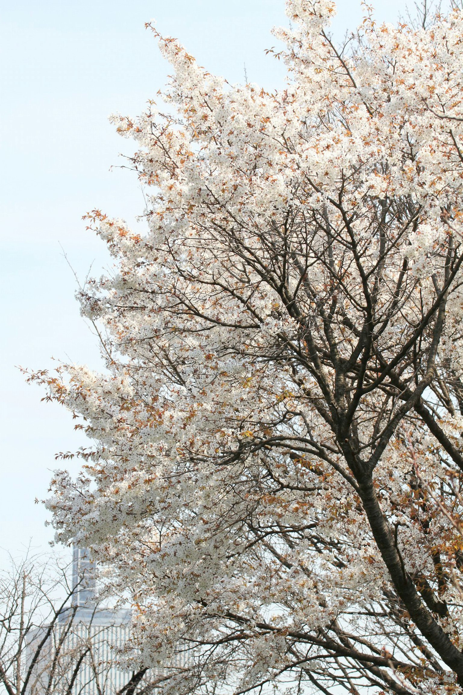 Pohon sakura dengan bunga merah muda lembut di latar belakang langit biru cerah