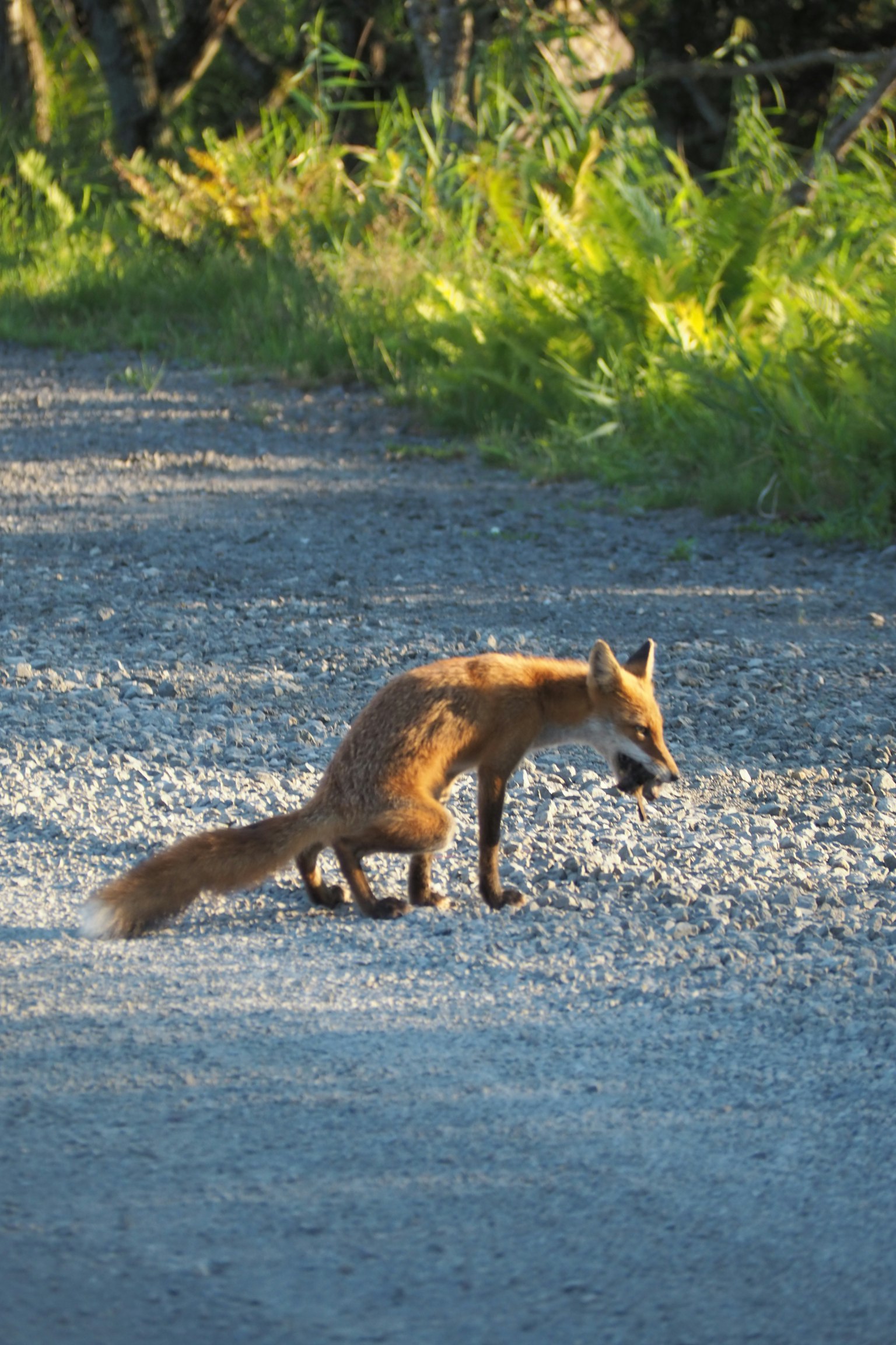 Orange fox crossing a gravel road
