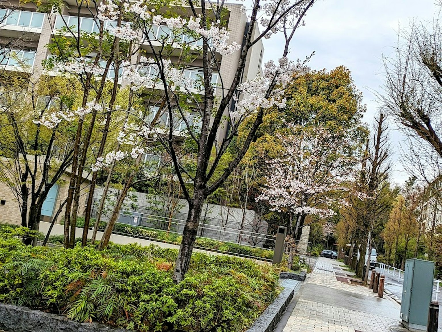 Vista de calle urbana con cerezos en flor