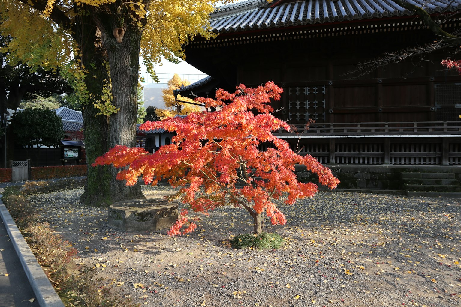 Un petit arbre aux feuilles rouges en automne avec un bâtiment traditionnel en arrière-plan