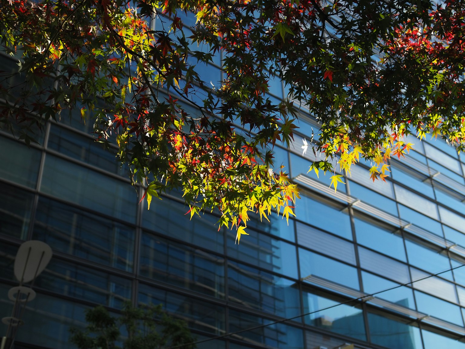 Feuilles d'automne colorées près d'un bâtiment en verre