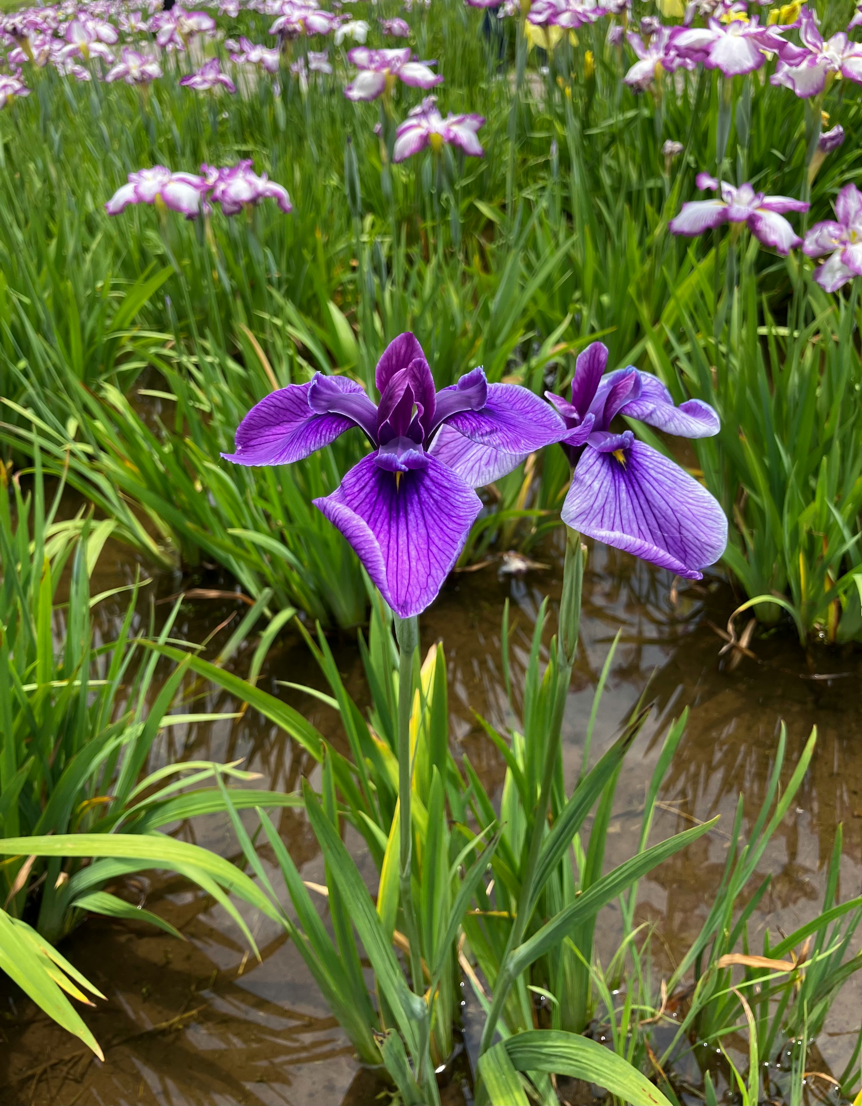 水辺の紫のアヤメが咲く花畑の風景