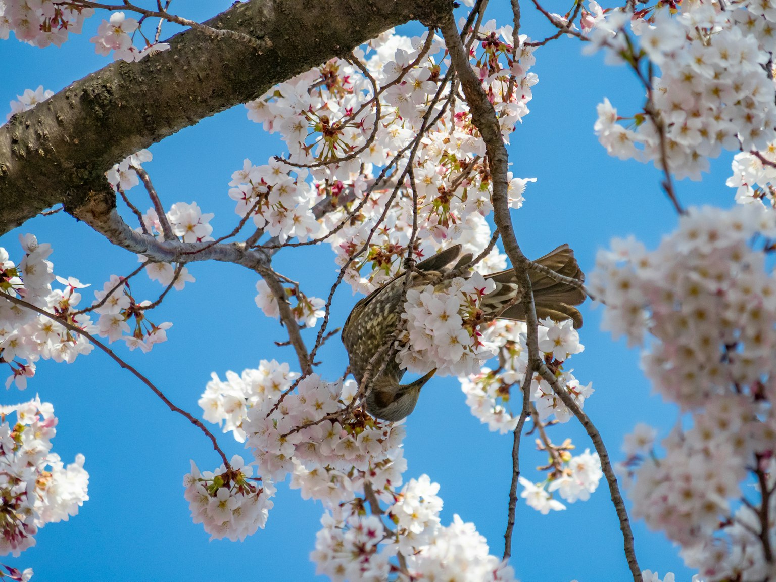 Un uccello tra i fiori di ciliegio con un cielo blu chiaro