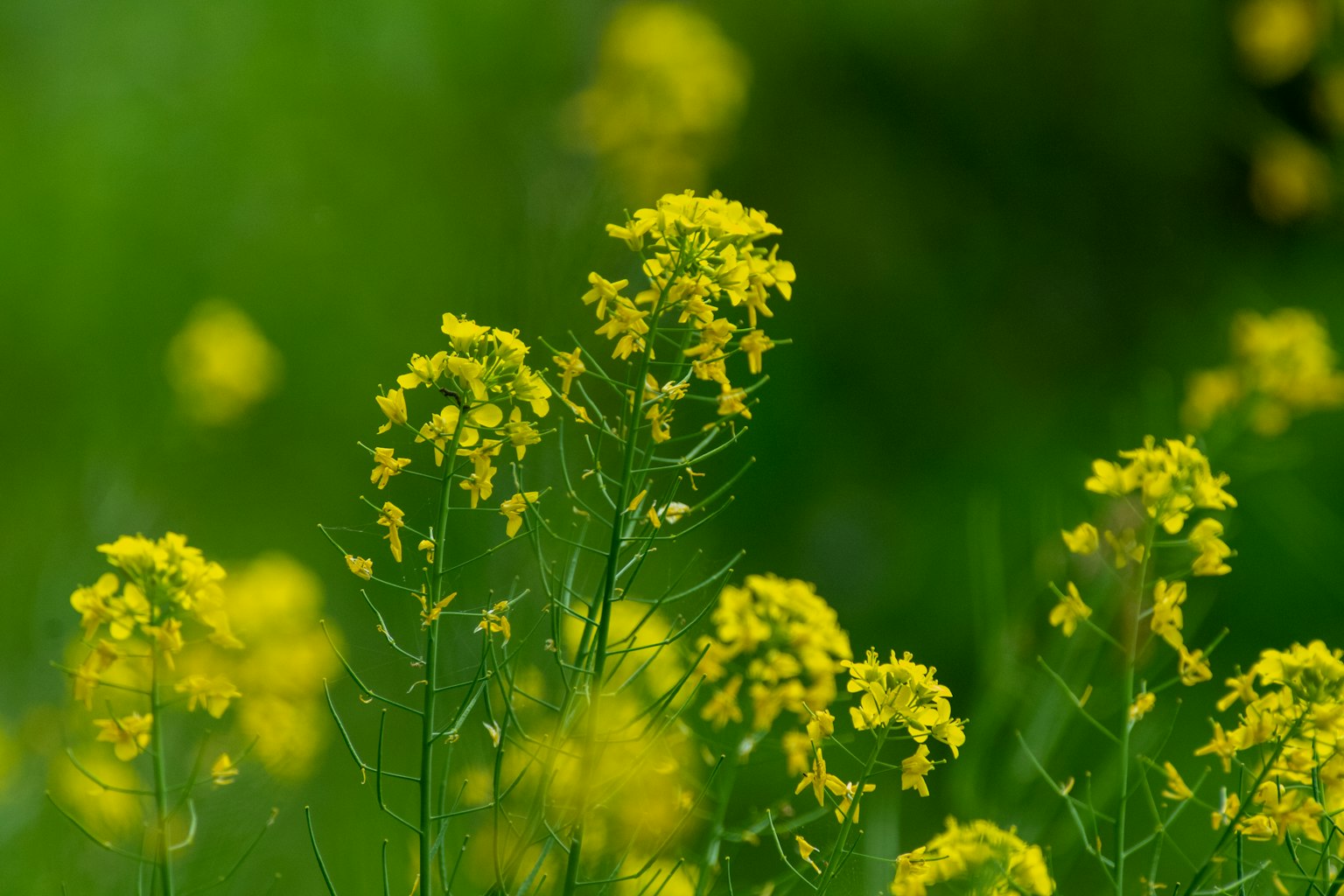 Un campo di fiori gialli brillanti su uno sfondo verde