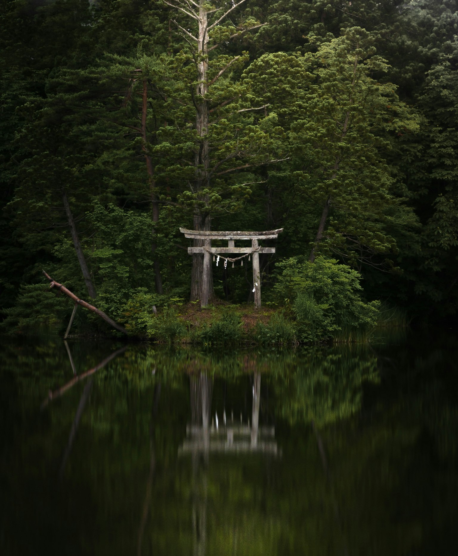 Cổng torii phản chiếu trong hồ yên tĩnh được bao quanh bởi cây cối tươi tốt