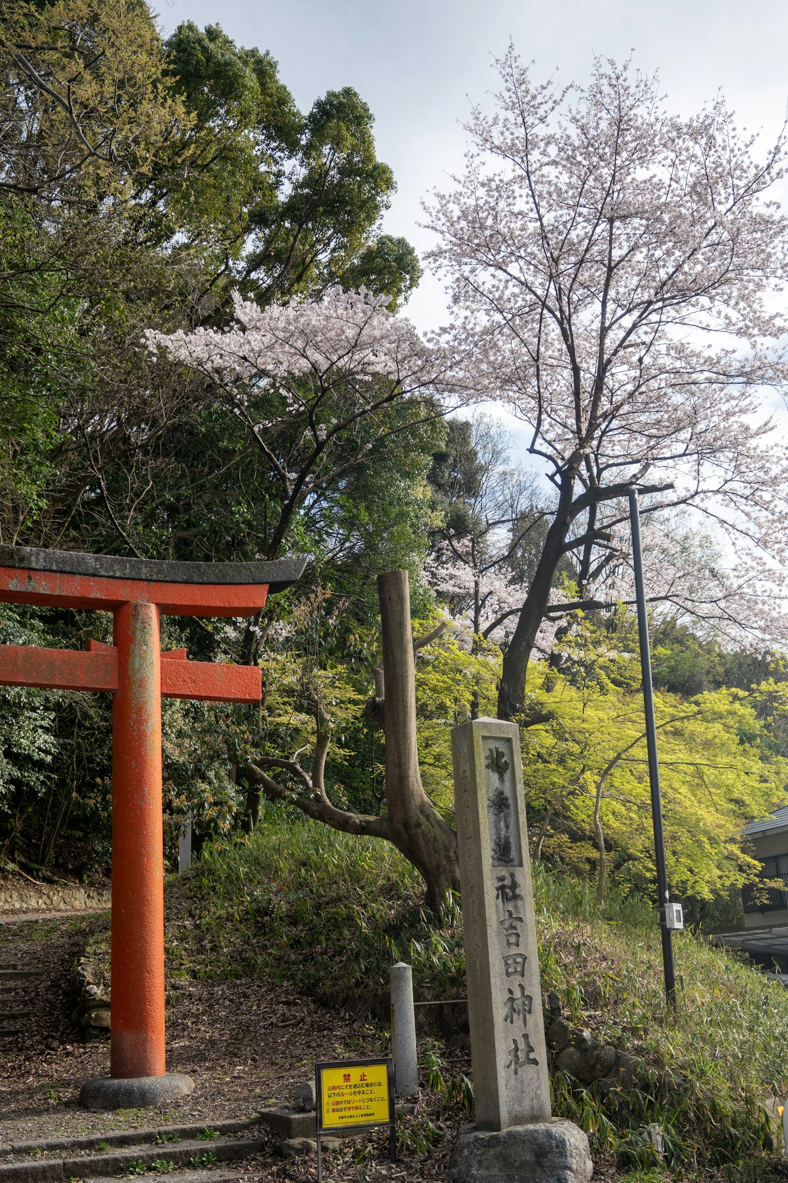 Landschaft mit einem roten Torii und einem Steinmonument im Hintergrund mit Kirschblüten
