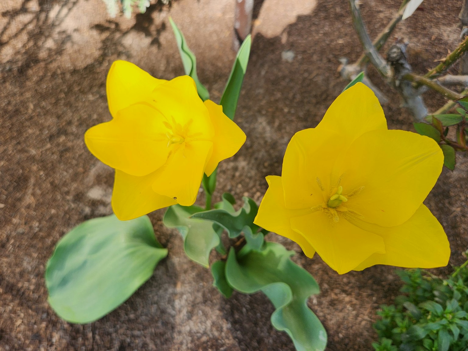 Deux fleurs jaunes vives fleurissant au-dessus de feuilles vertes