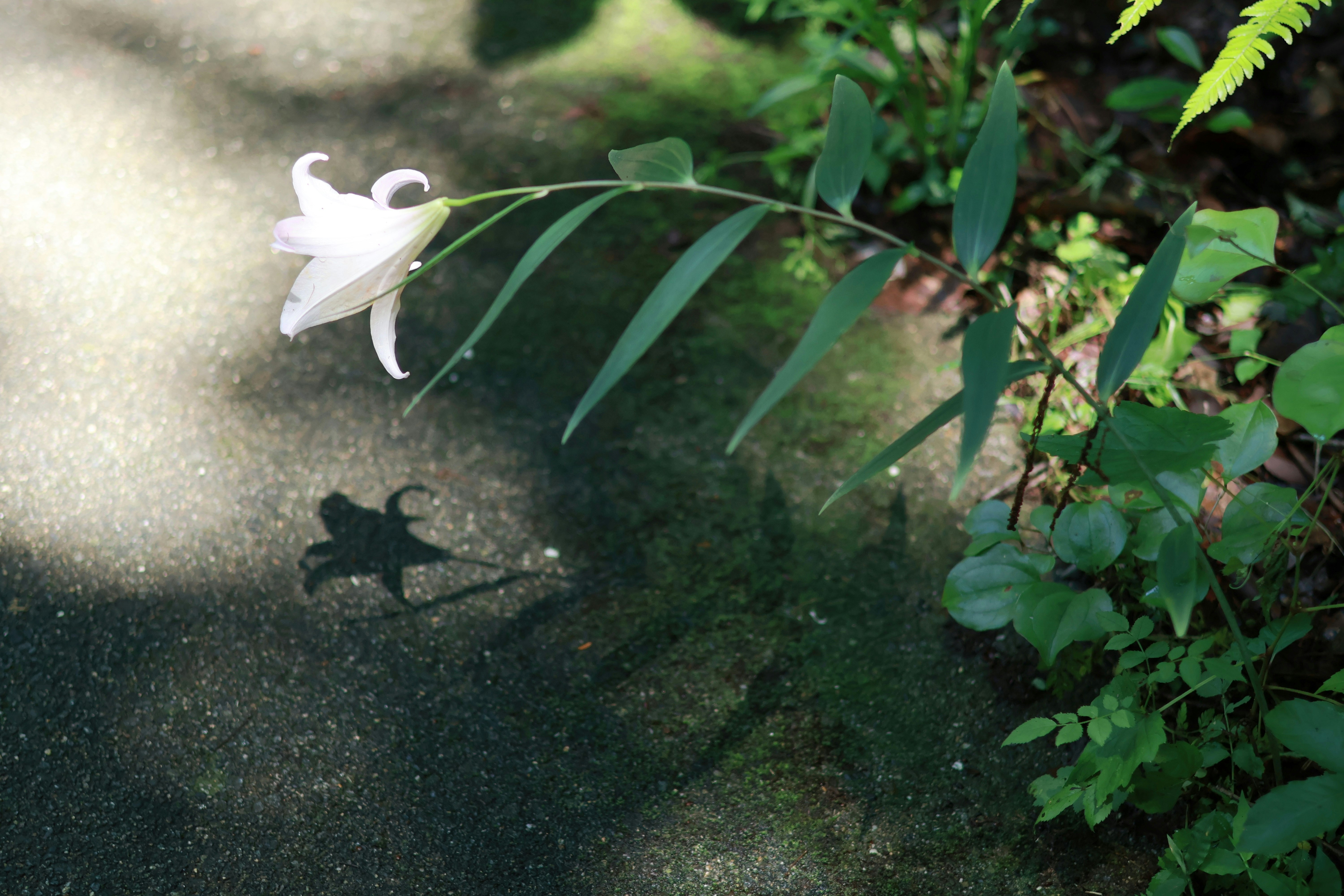 花の文化園の小道に咲くササユリの影