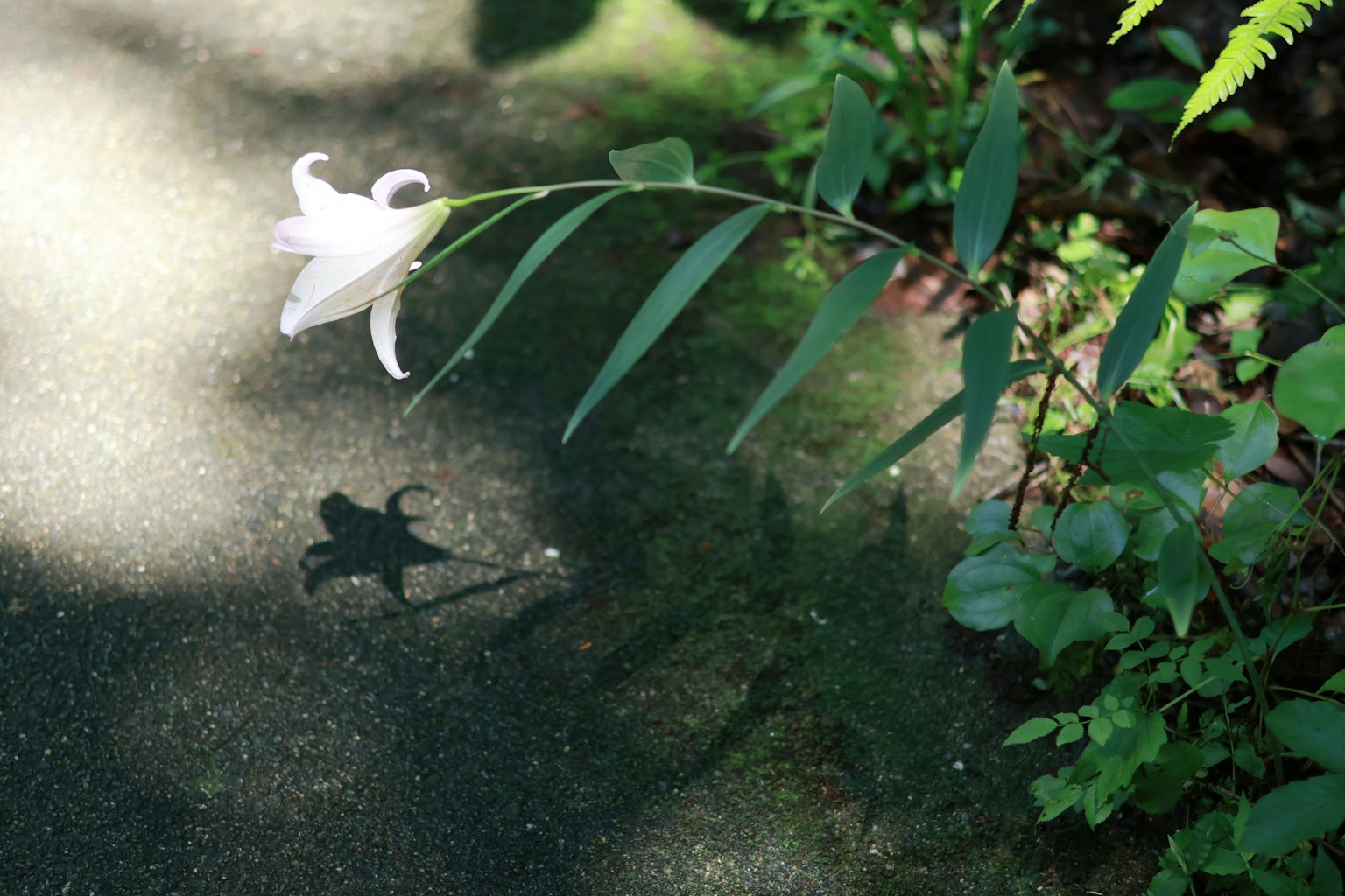 Eine weiße Lilie, die einen Schatten auf den Boden wirft