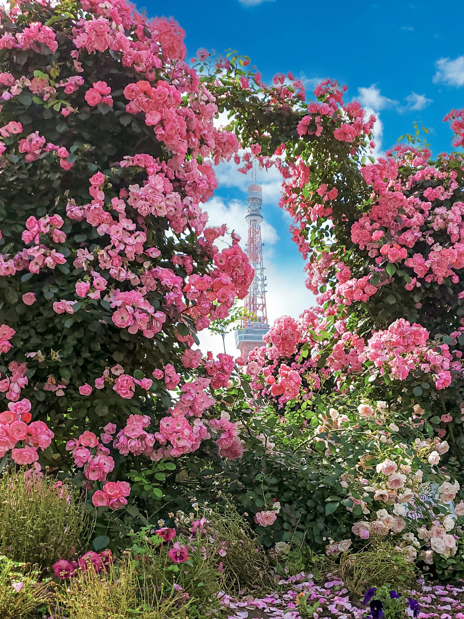 Belle vue de la Tour Eiffel encadrée par des roses roses