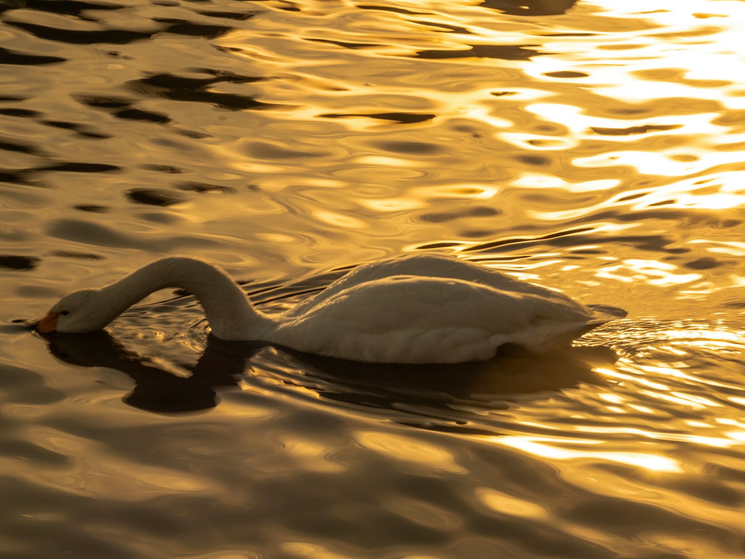Un cygne gracieux nageant sur une surface d'eau dorée