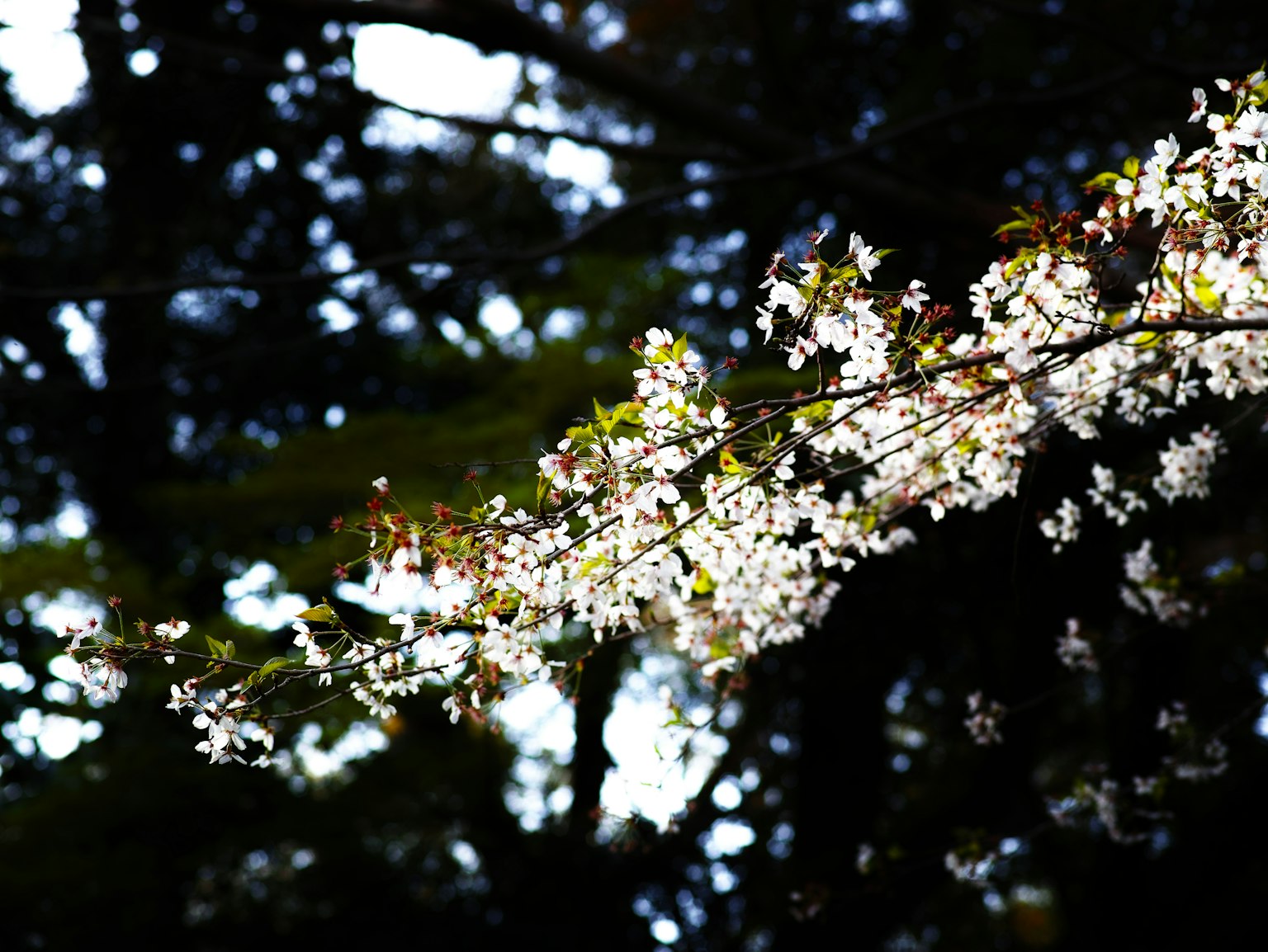 Ein Zweig mit weißen Blüten hebt sich vor einem dunklen Hintergrund von Bäumen ab