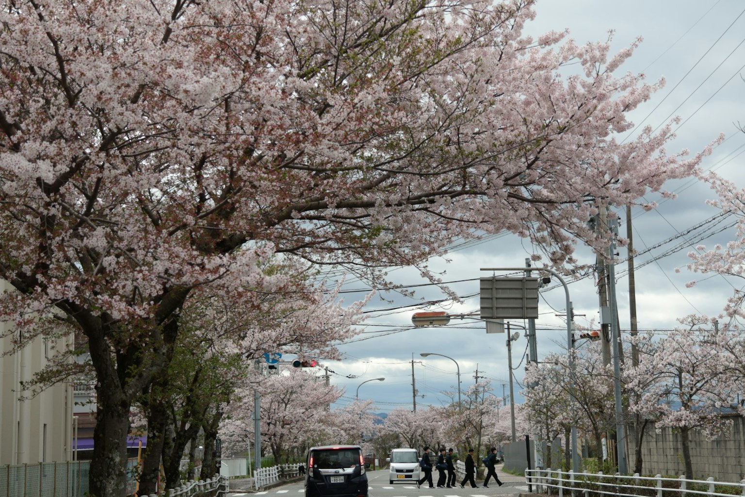 Jalan yang dipenuhi pohon sakura dan pejalan kaki