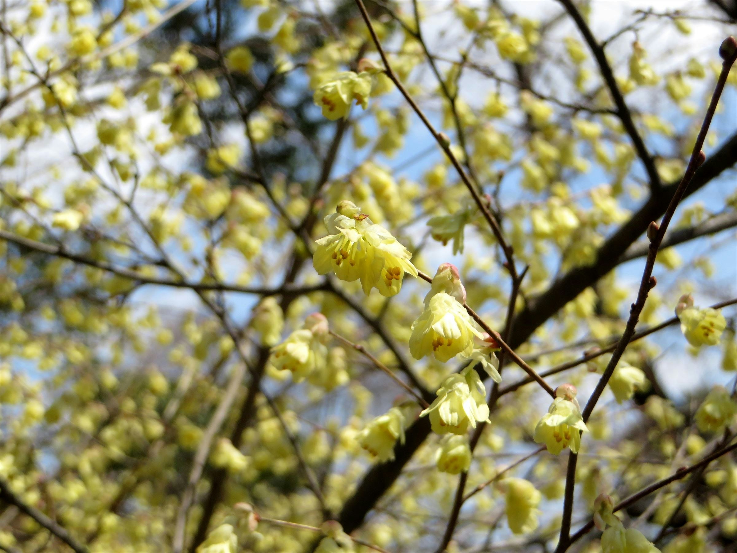 木の枝に咲く黄色い花のクローズアップ