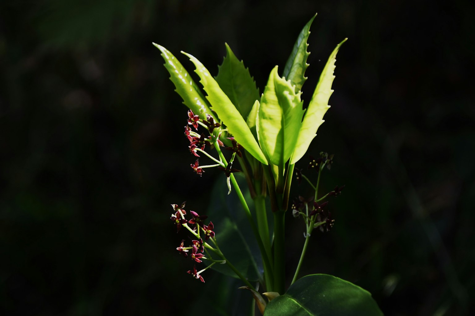 Green leaves and small flowers illuminated against a dark background