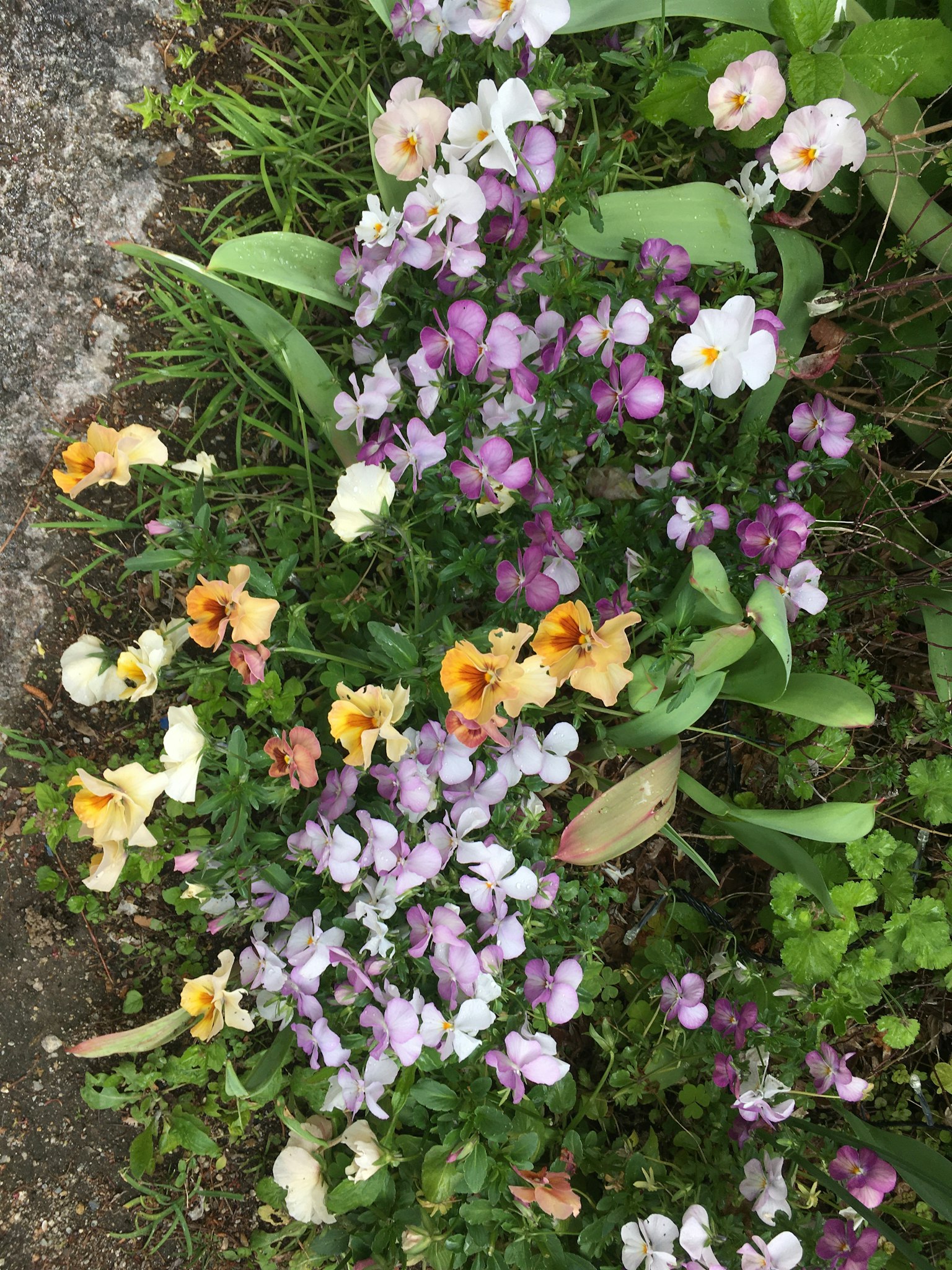 Ein Beet mit bunten Blumen in einem Garten mit gelben und lila Stiefmütterchen, umgeben von grünen Blättern