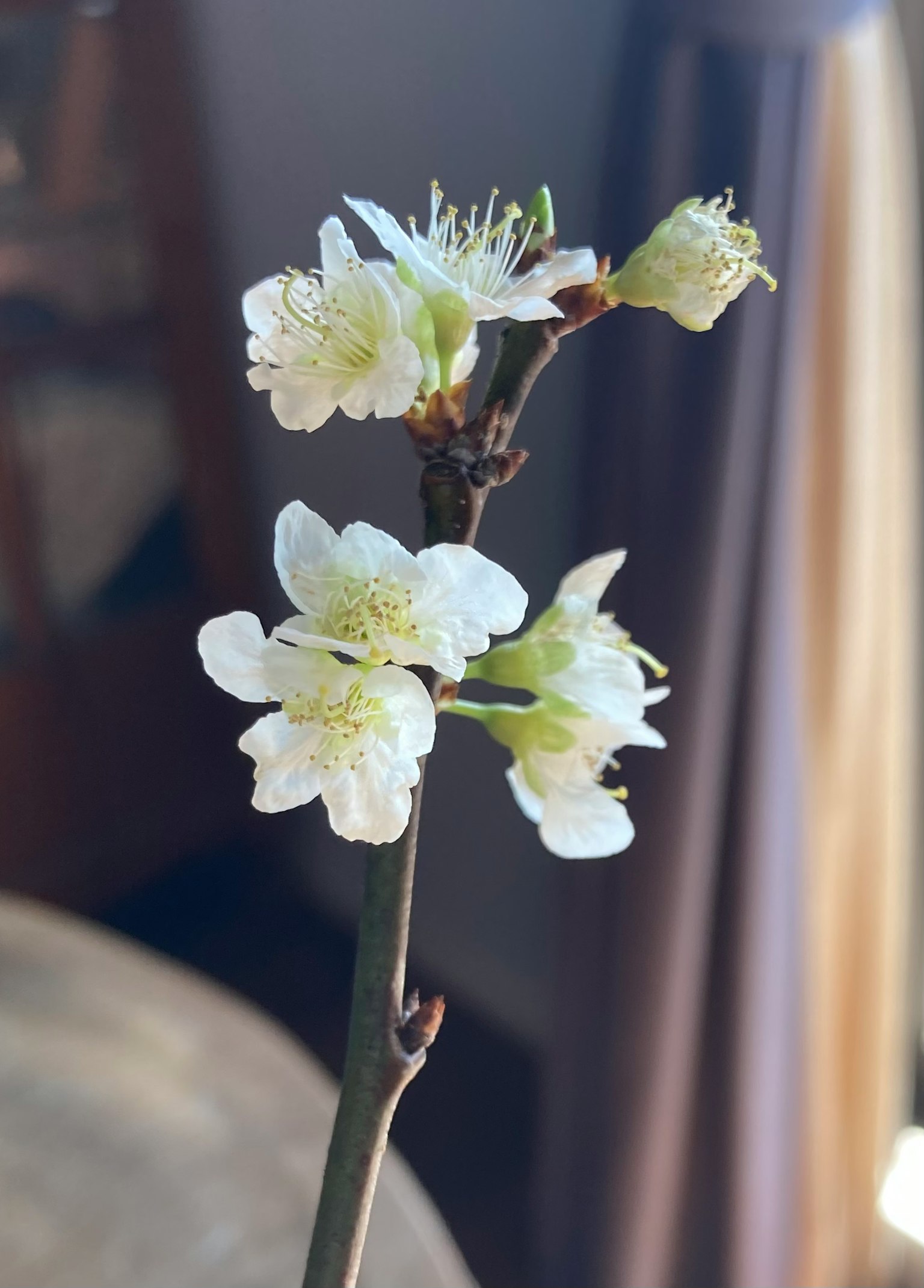 盛開的白色花朵的枝條特寫