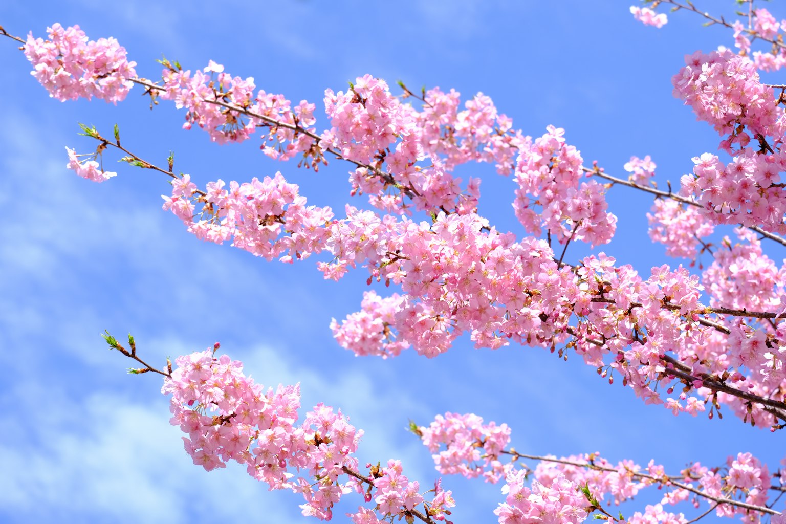 Zweig mit schönen rosa Kirschblüten vor blauem Himmel