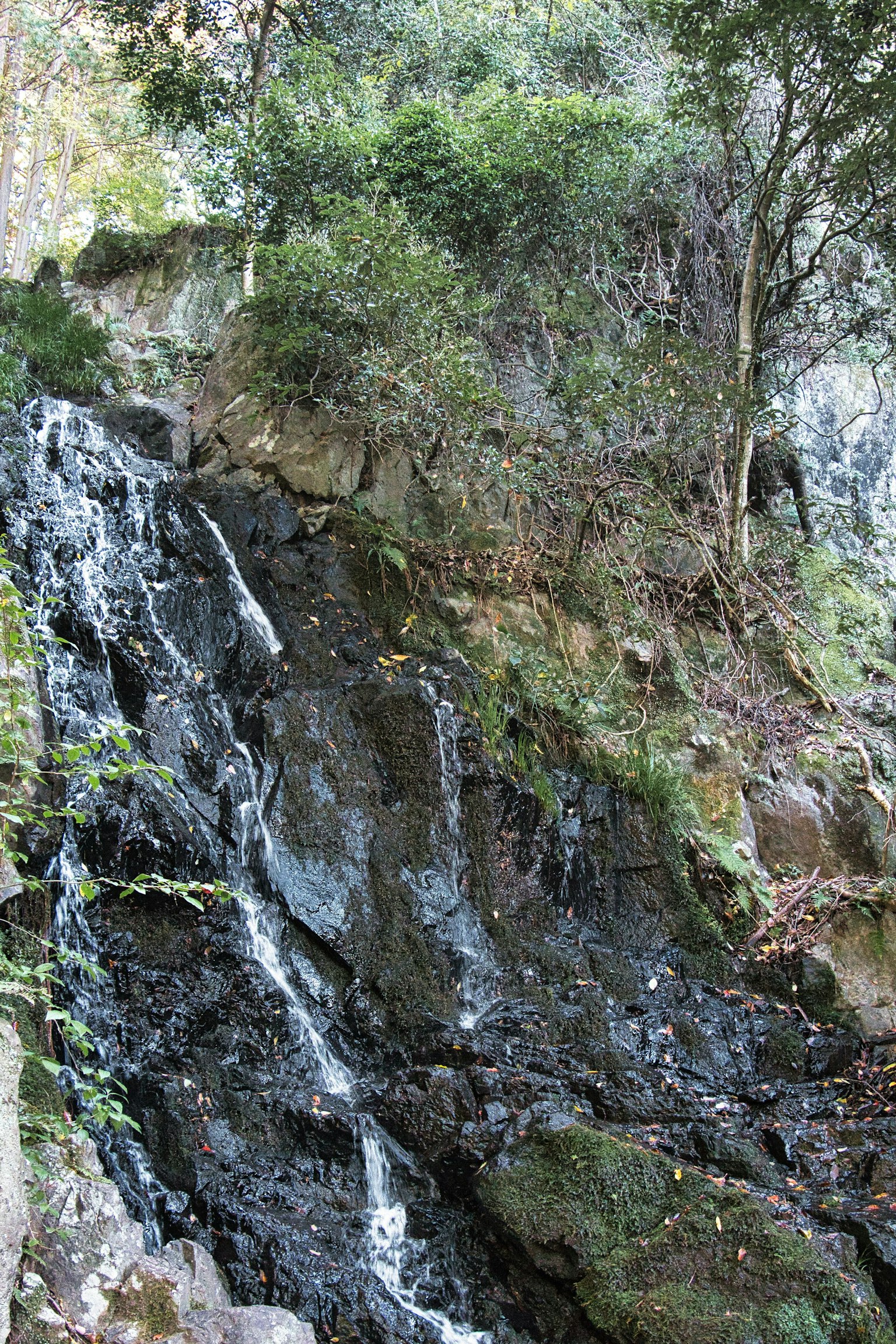 Un paesaggio lussureggiante con una cascata