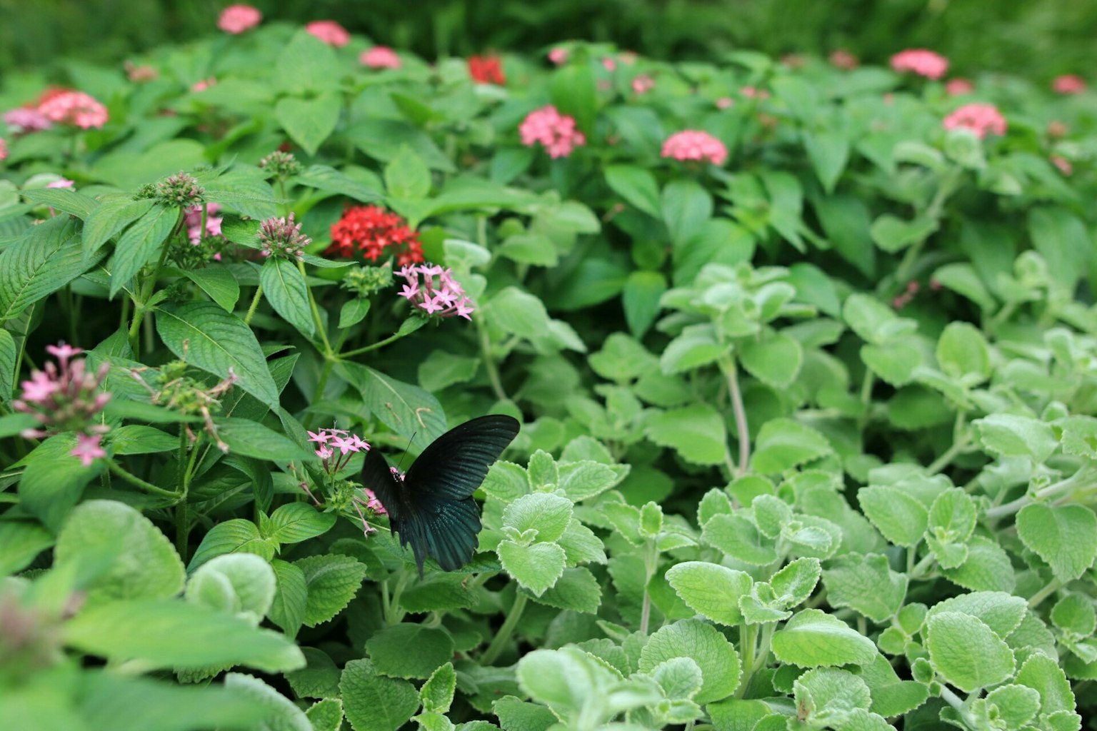 Ein schwarzer Schmetterling zwischen grünen Blättern und bunten Blumen