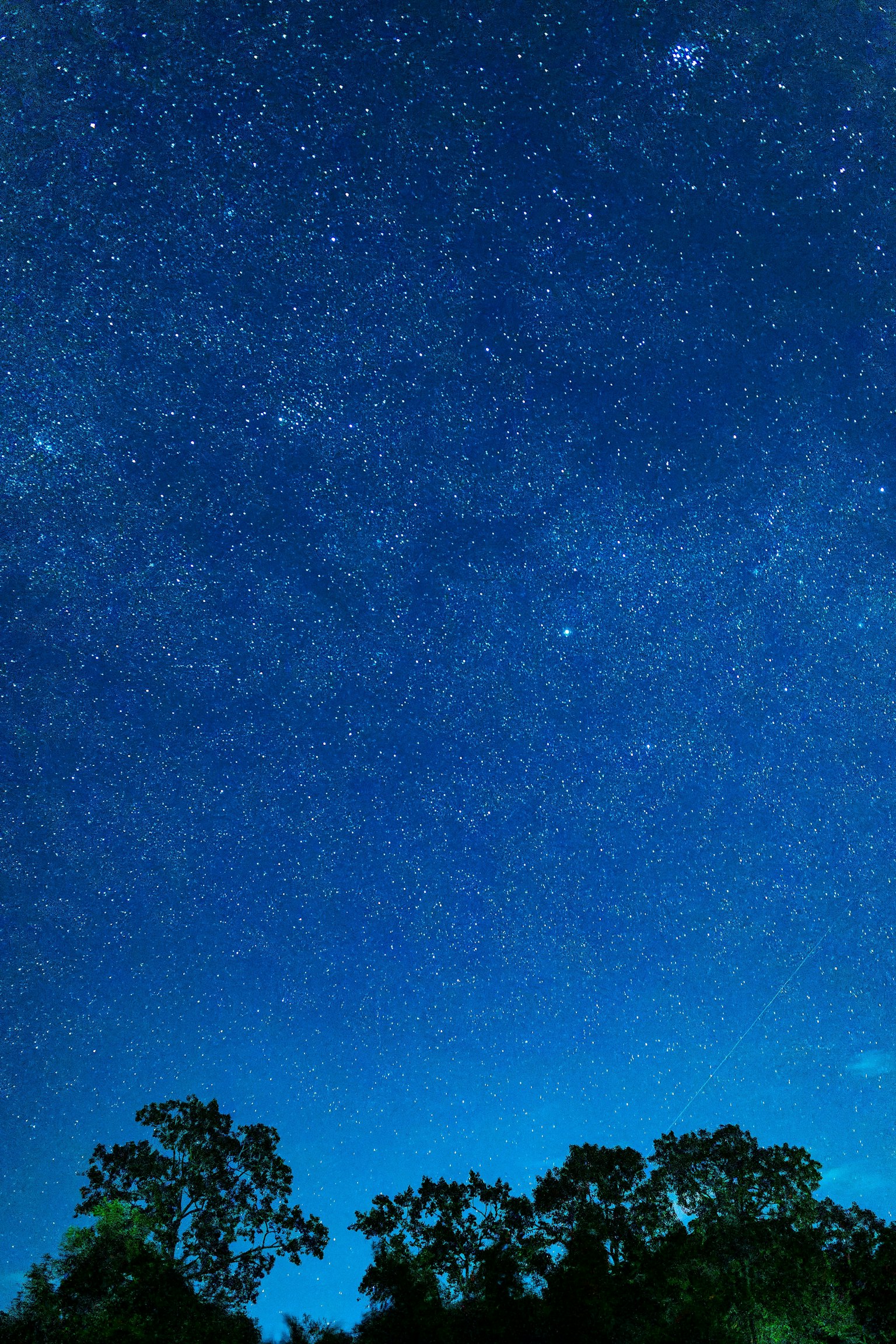 藍色夜空中閃爍的星星和樹木的輪廓