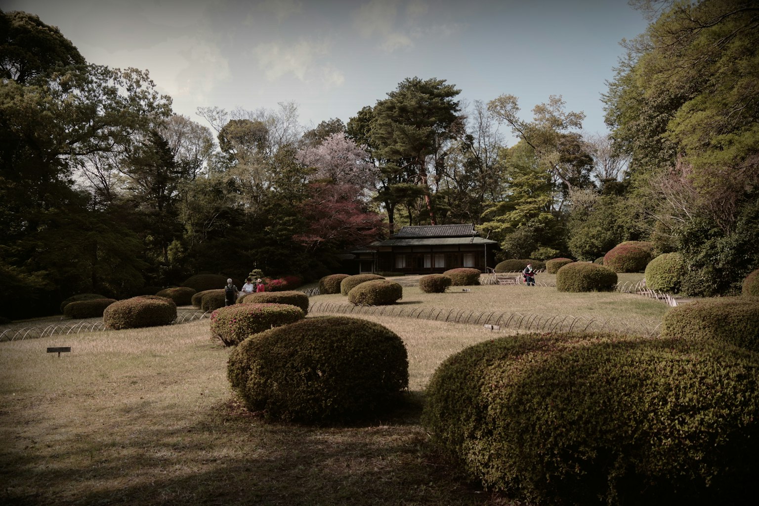 Ruhige japanische Gartenlandschaft mit gepflegten Sträuchern und Bäumen