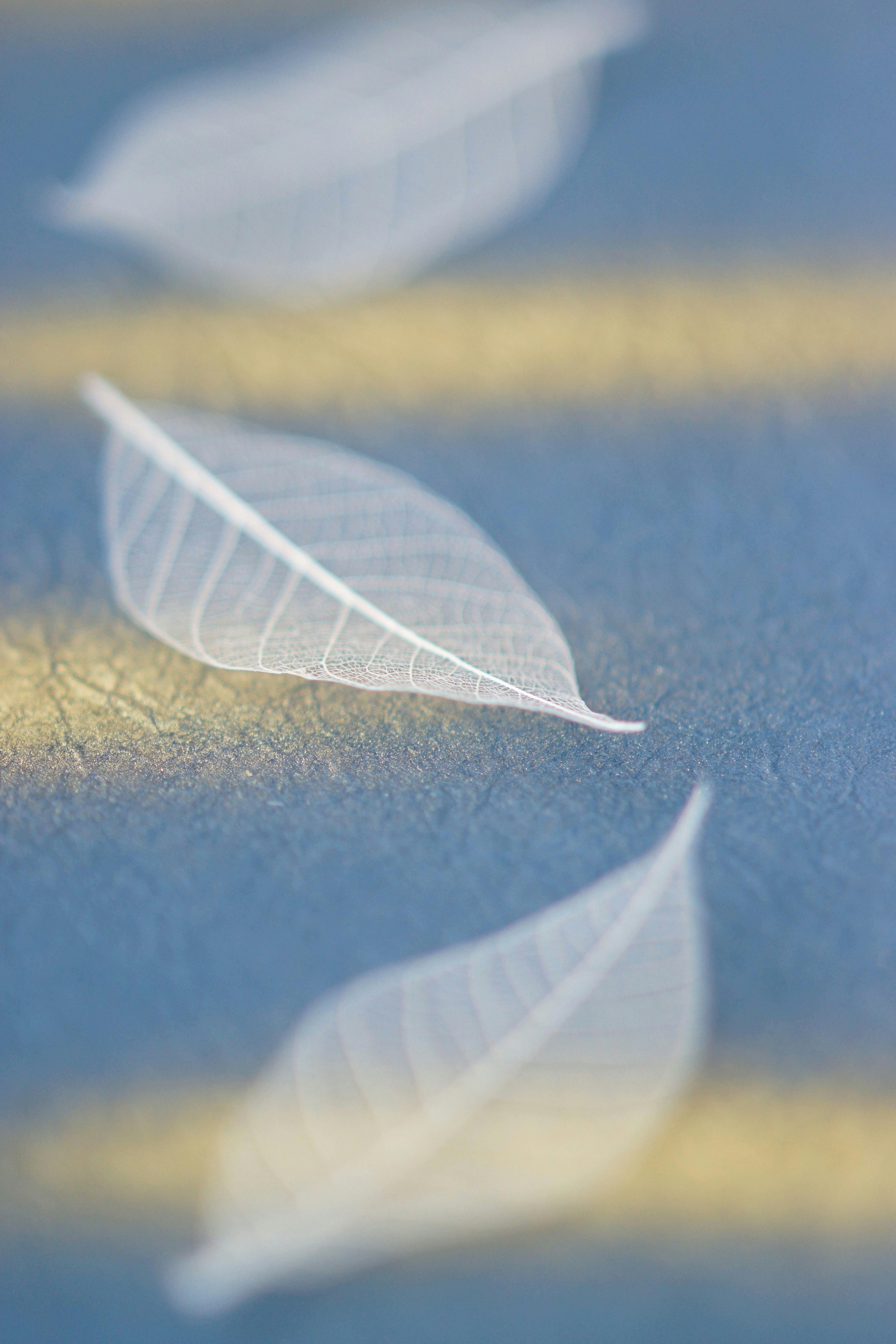 white feather-like leaves on blue fabric