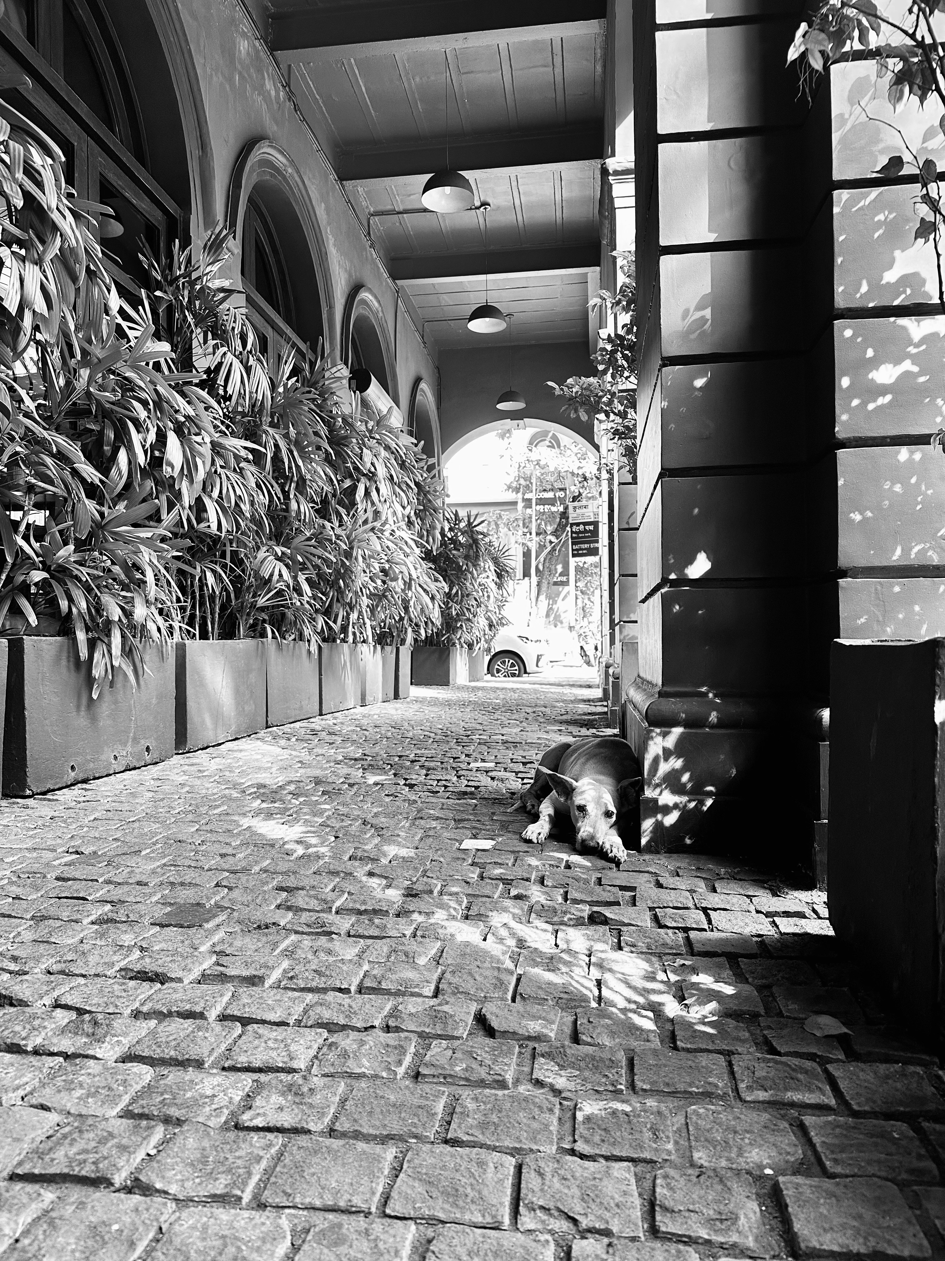 路地のアーチ通路で犬が伏せている