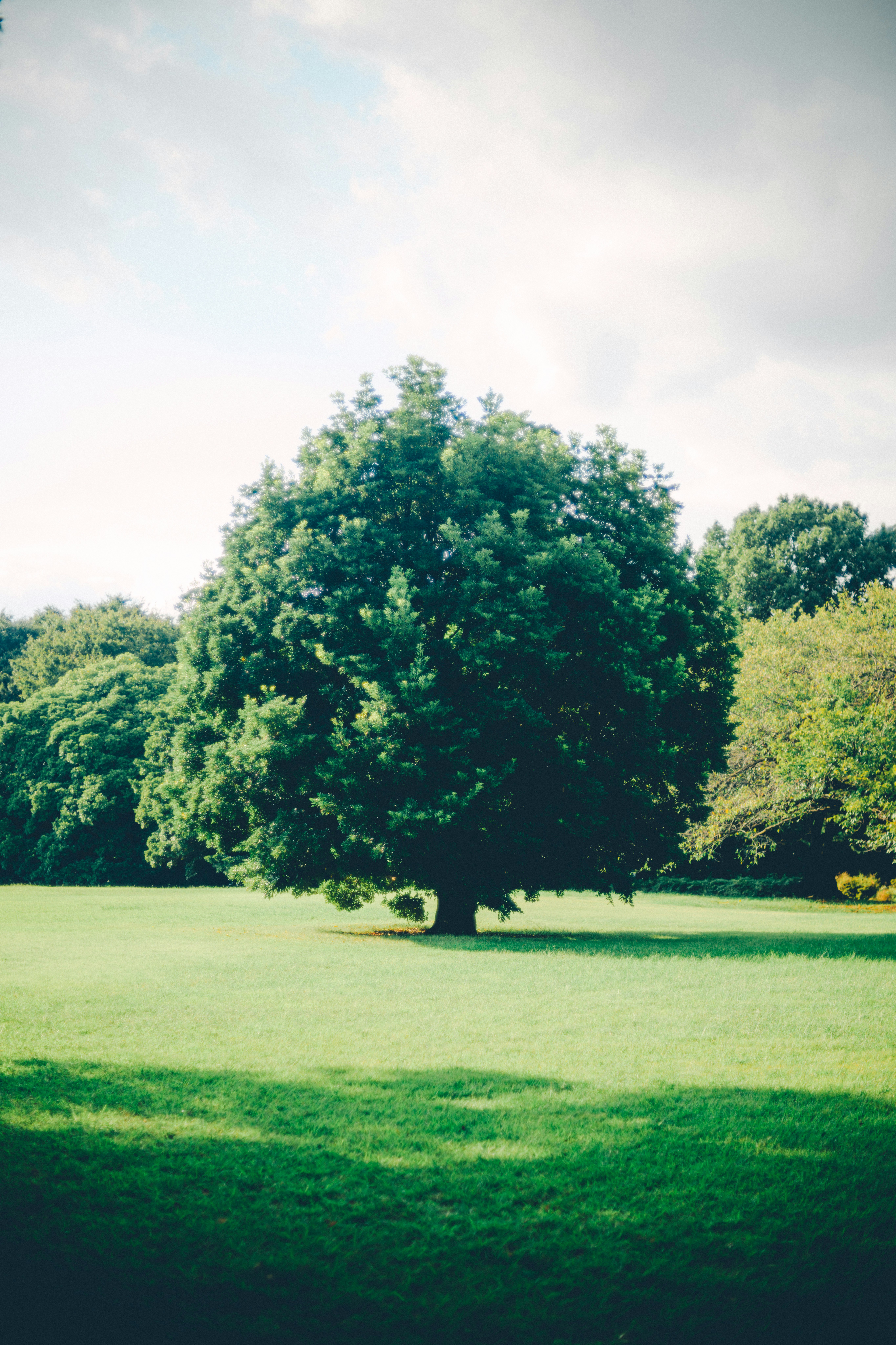 park landscape with green lawn and large trees