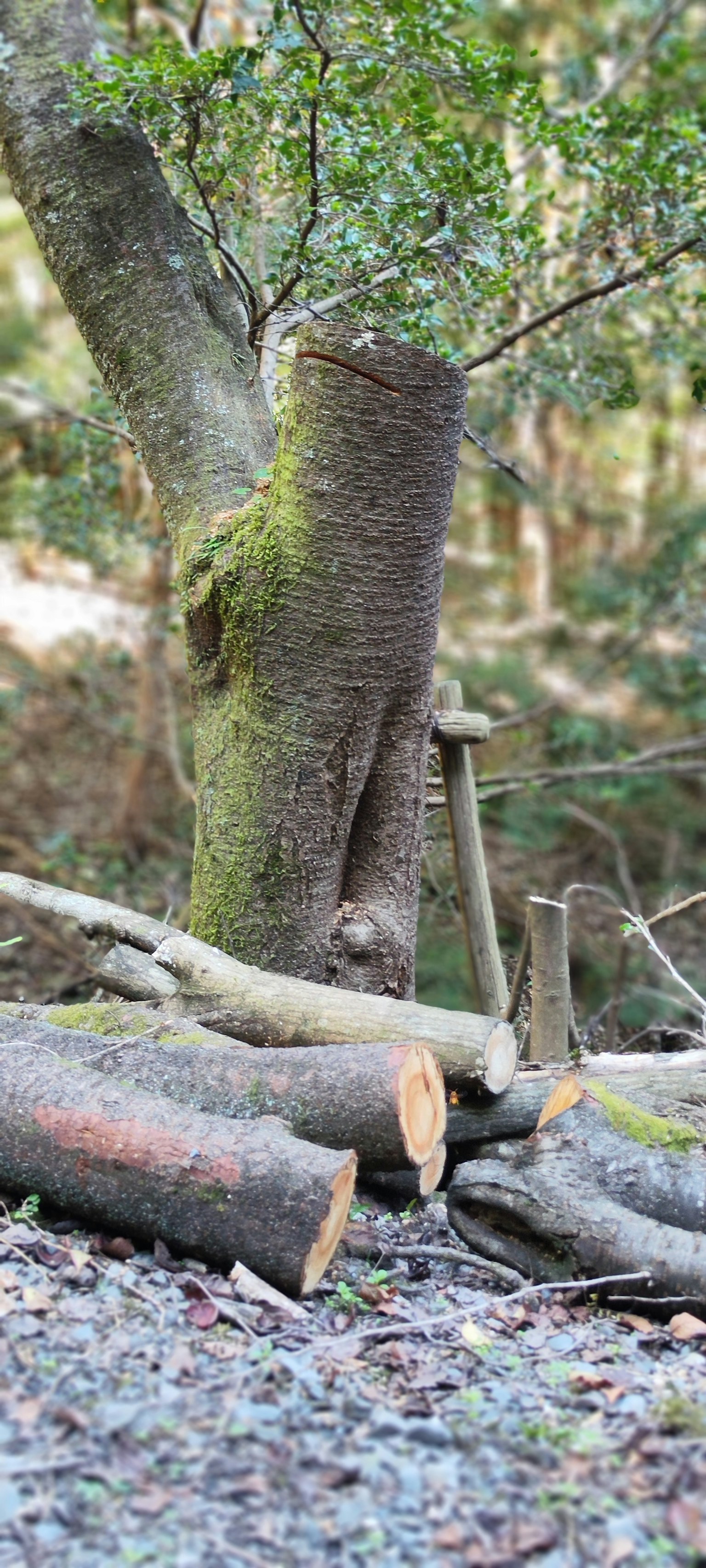 Waldszene mit Baumstamm und Holzstämmen
