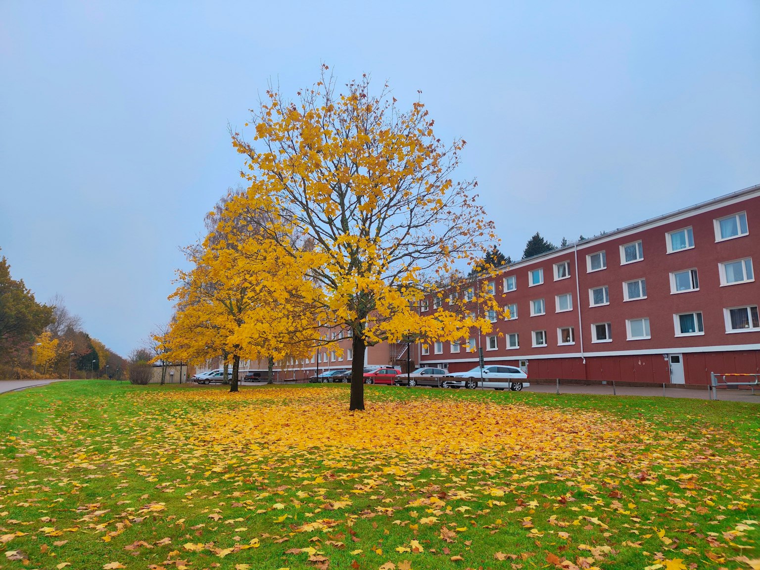 Ein einsamer Baum mit leuchtend gelben Blättern umgeben von gefallenen Blättern in einem Park neben einem roten Ziegelgebäude