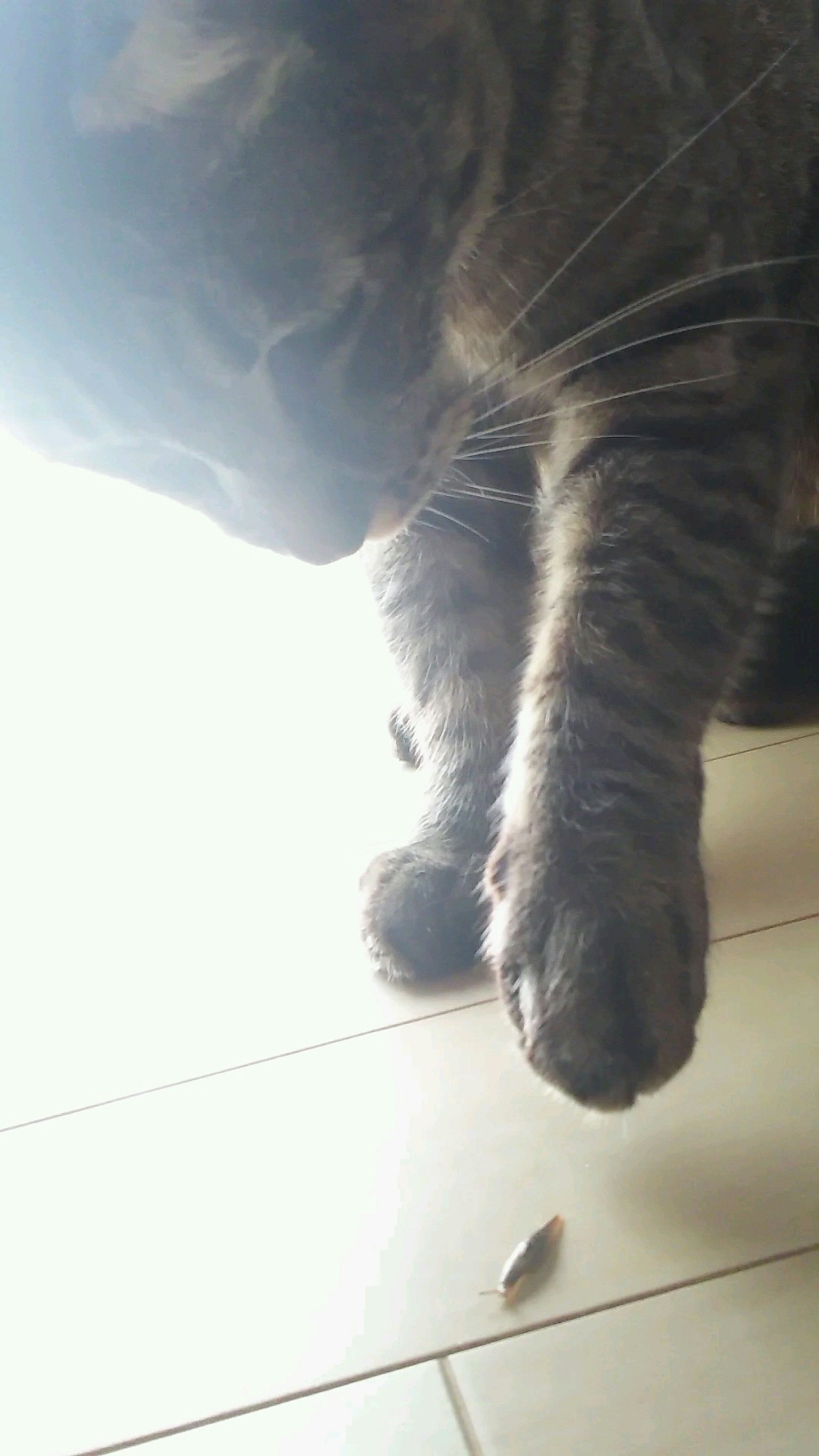 Eine Katze, die neugierig ein kleines Objekt auf dem Boden betrachtet