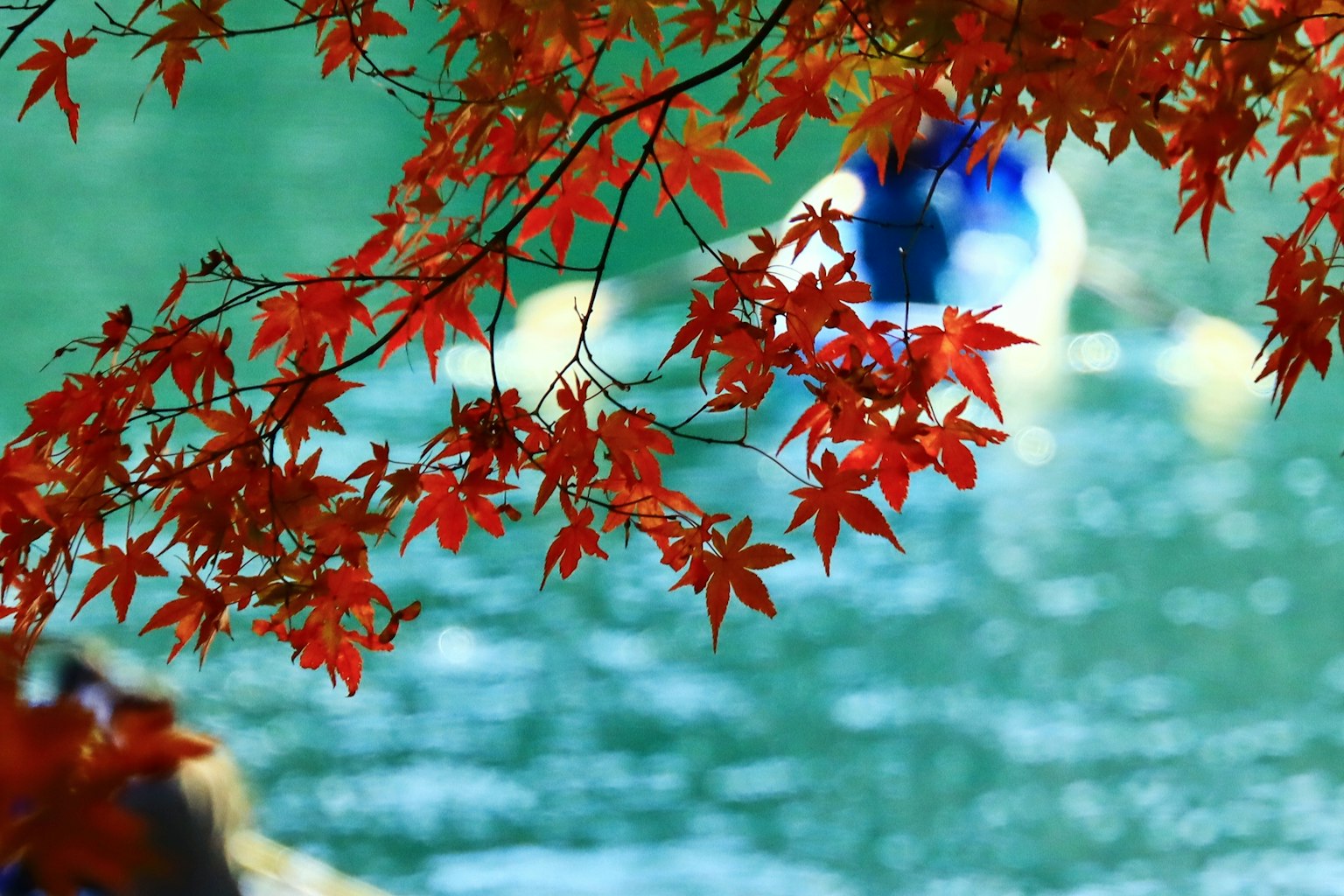 Daun maple merah cerah menggantung di atas permukaan air biru yang tenang
