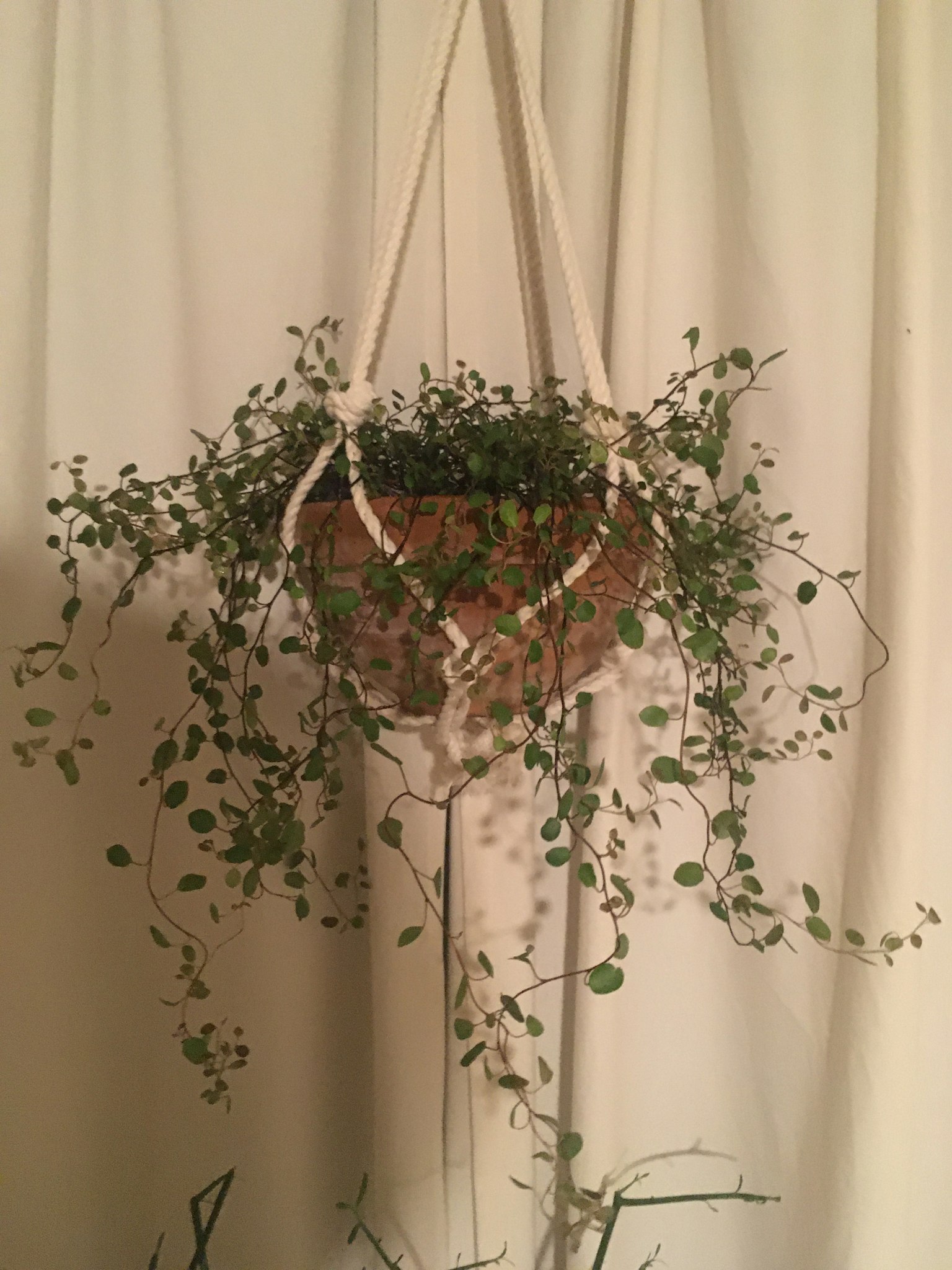 室內懸掛的綠色植物花盆