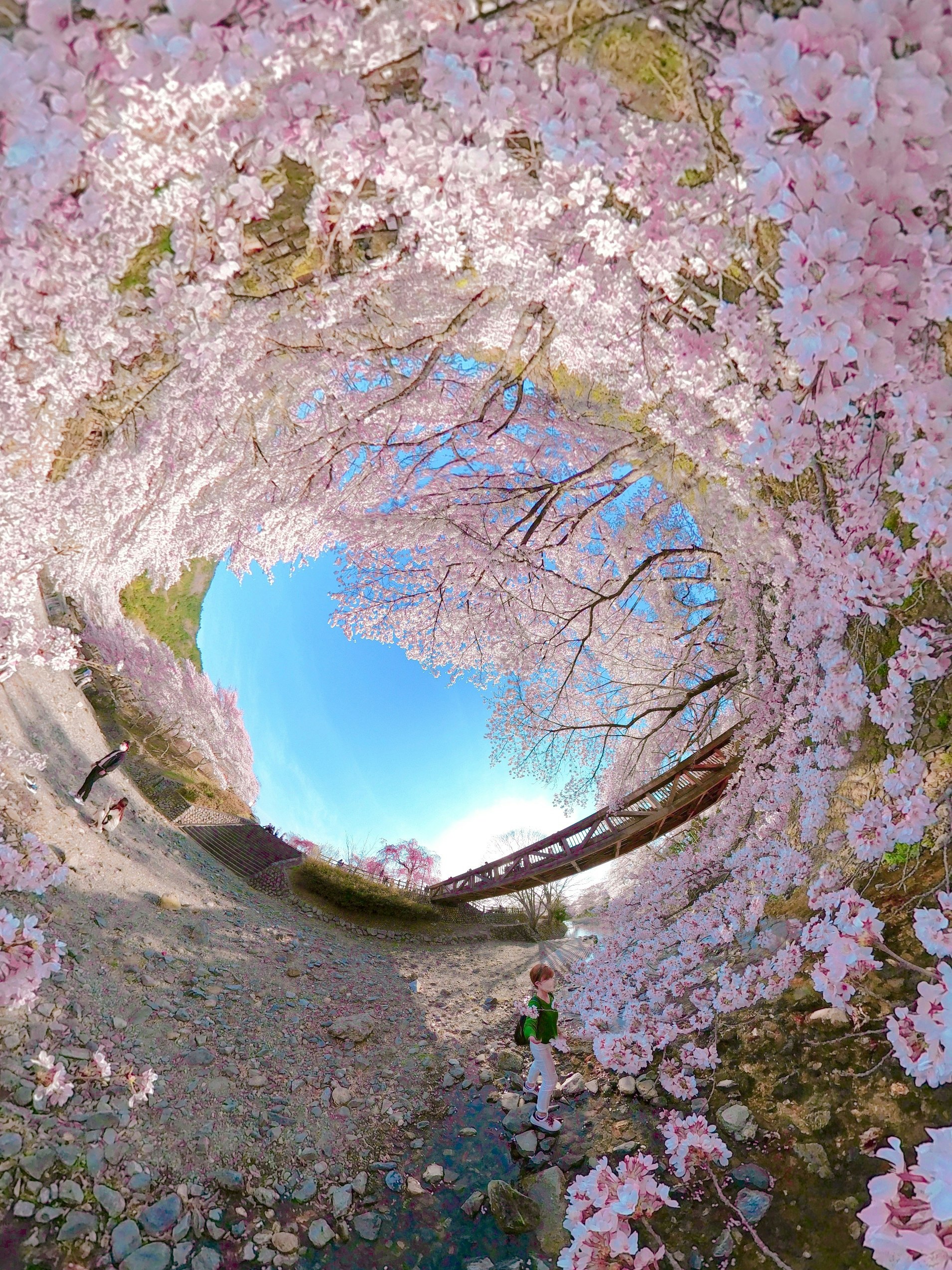 Ein Kirschblüten-Tunnel über einem Fluss und einem Weg