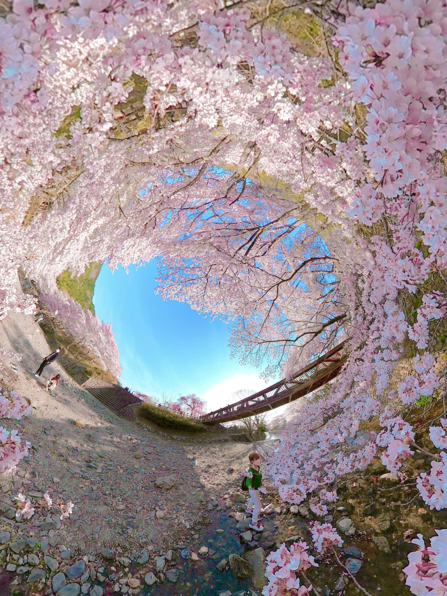 Beautiful landscape of a cherry blossom tunnel with blue sky