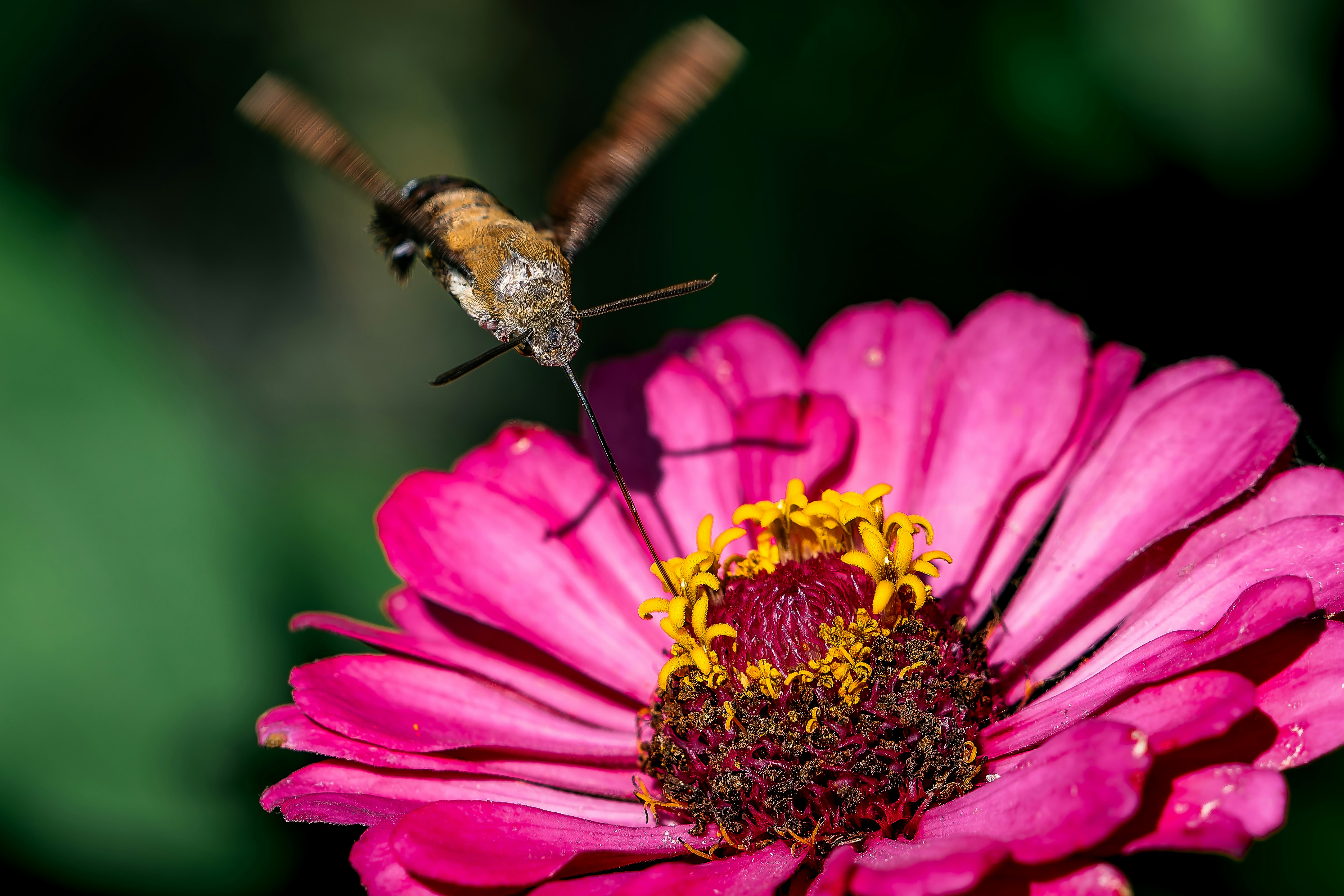 ピンクの花に止まるハチドリのような昆虫