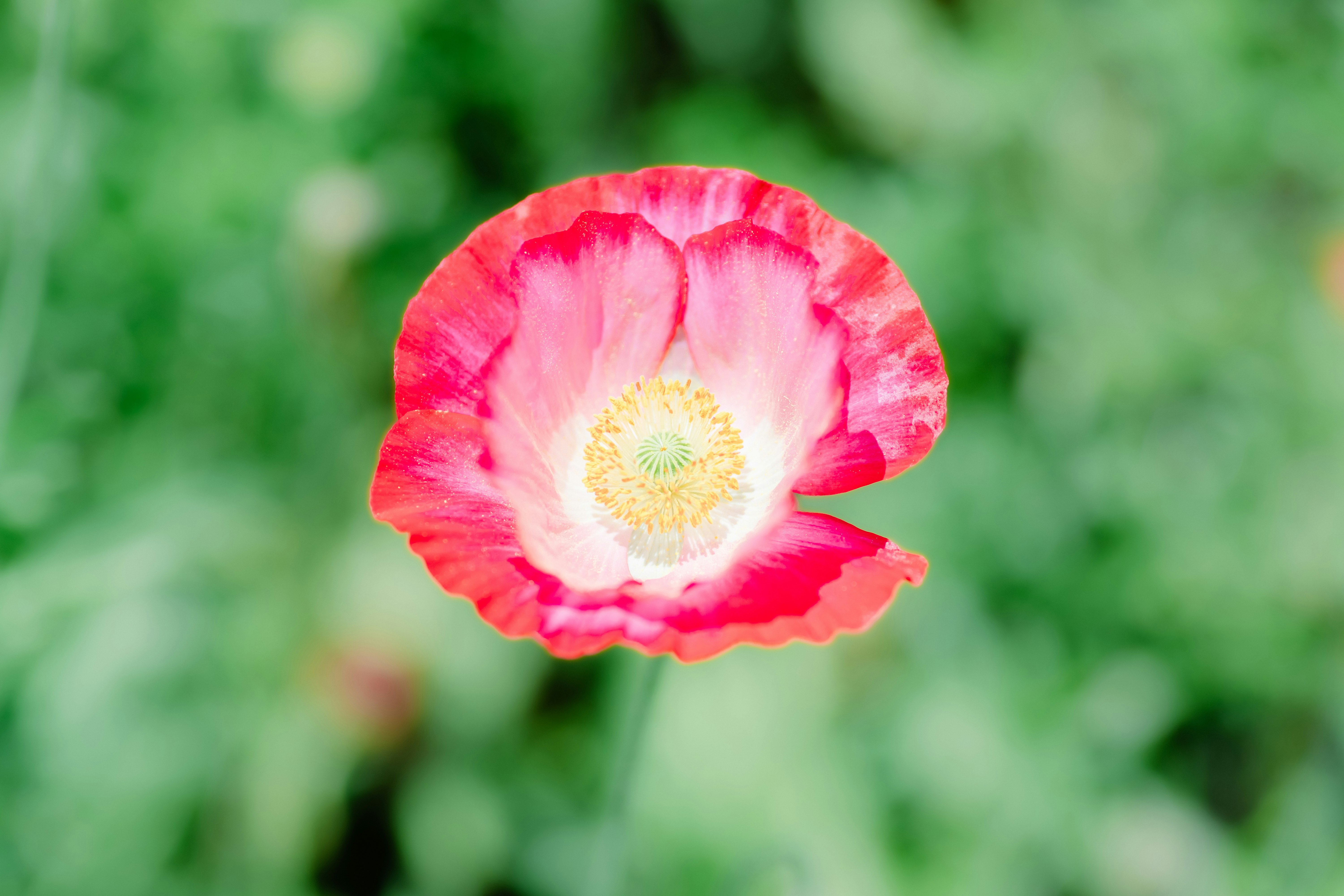 ポピーの花畑で咲く花のクローズアップ