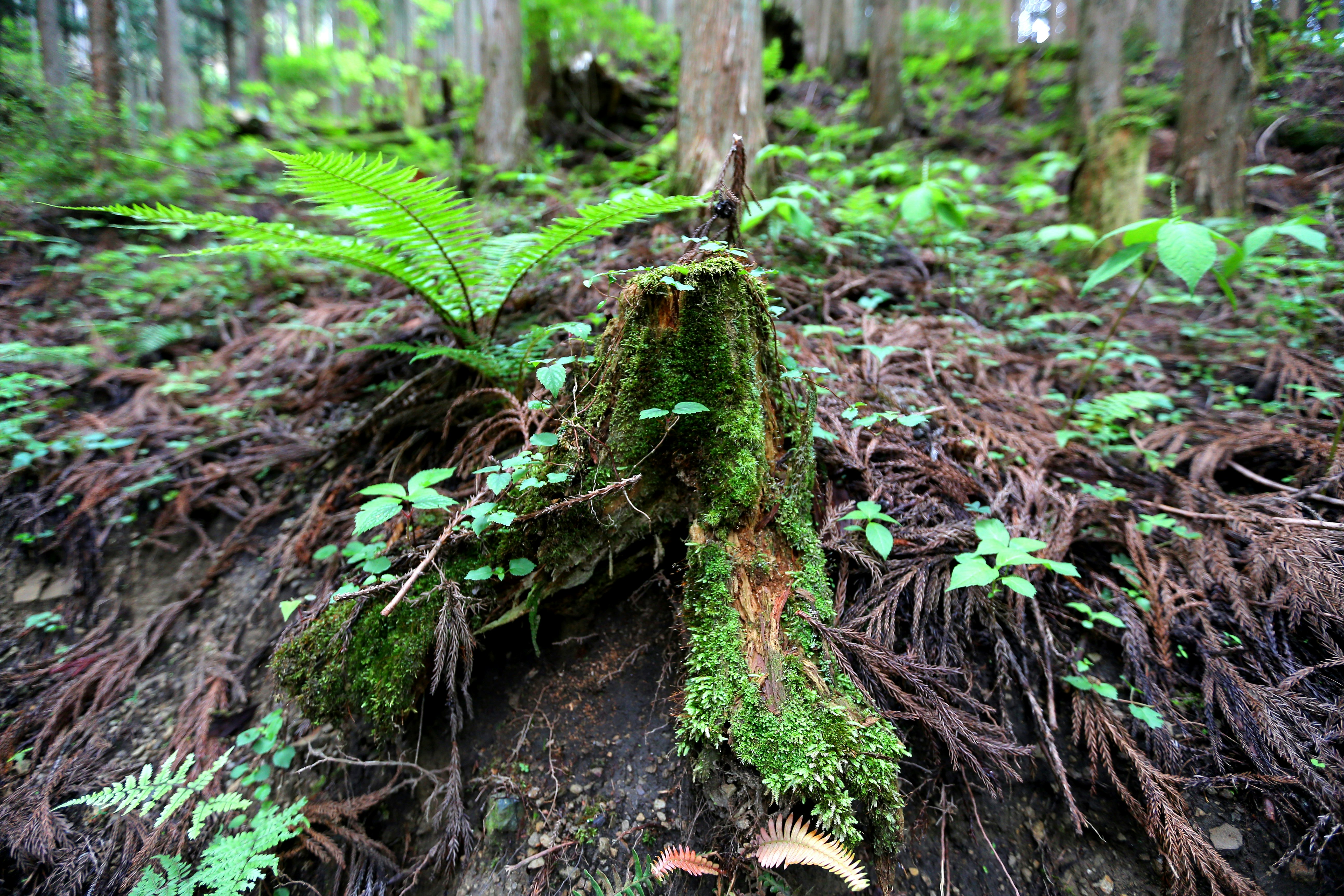 长满苔藓的倒木与露出的根系，森林地面场景