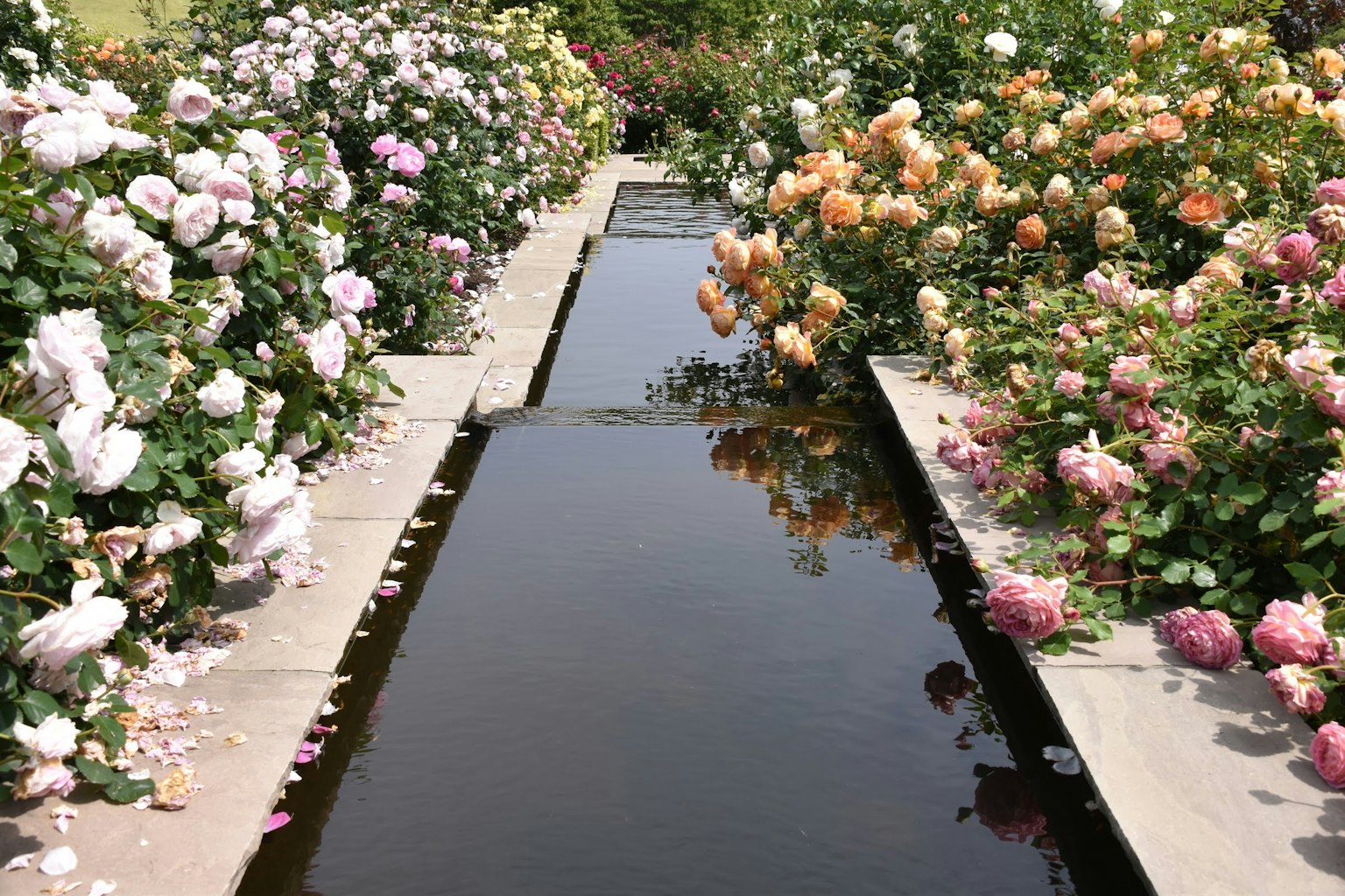 Ein ruhiger Wasserlauf umgeben von blühenden Rosen in verschiedenen Farben